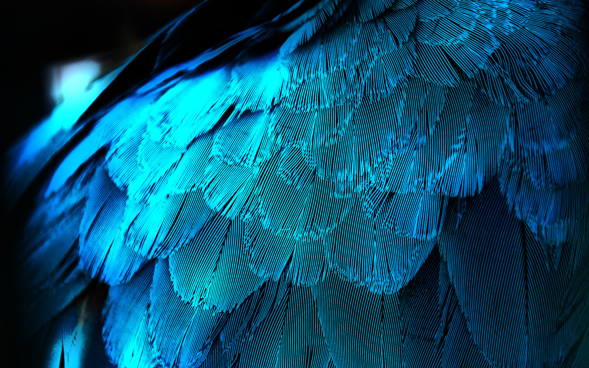 Feather: Feathered covering of a bird, Made up of a central shaft and a vane. 1920x1200 HD Background.