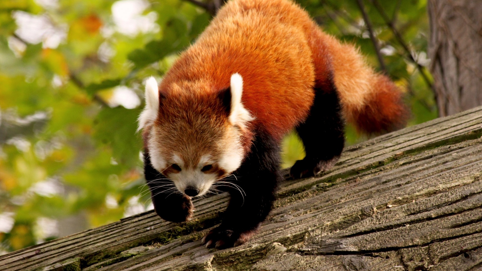 Red Panda, Branch dweller, Striking fur, Wildlife charm, 1920x1080 Full HD Desktop