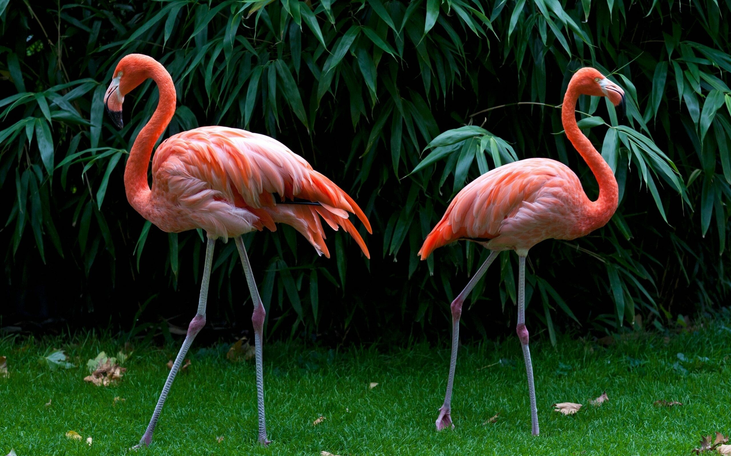 Flamingo: Pink birds, Typically found in shallow saltwater or brackish waters. 2560x1600 HD Background.