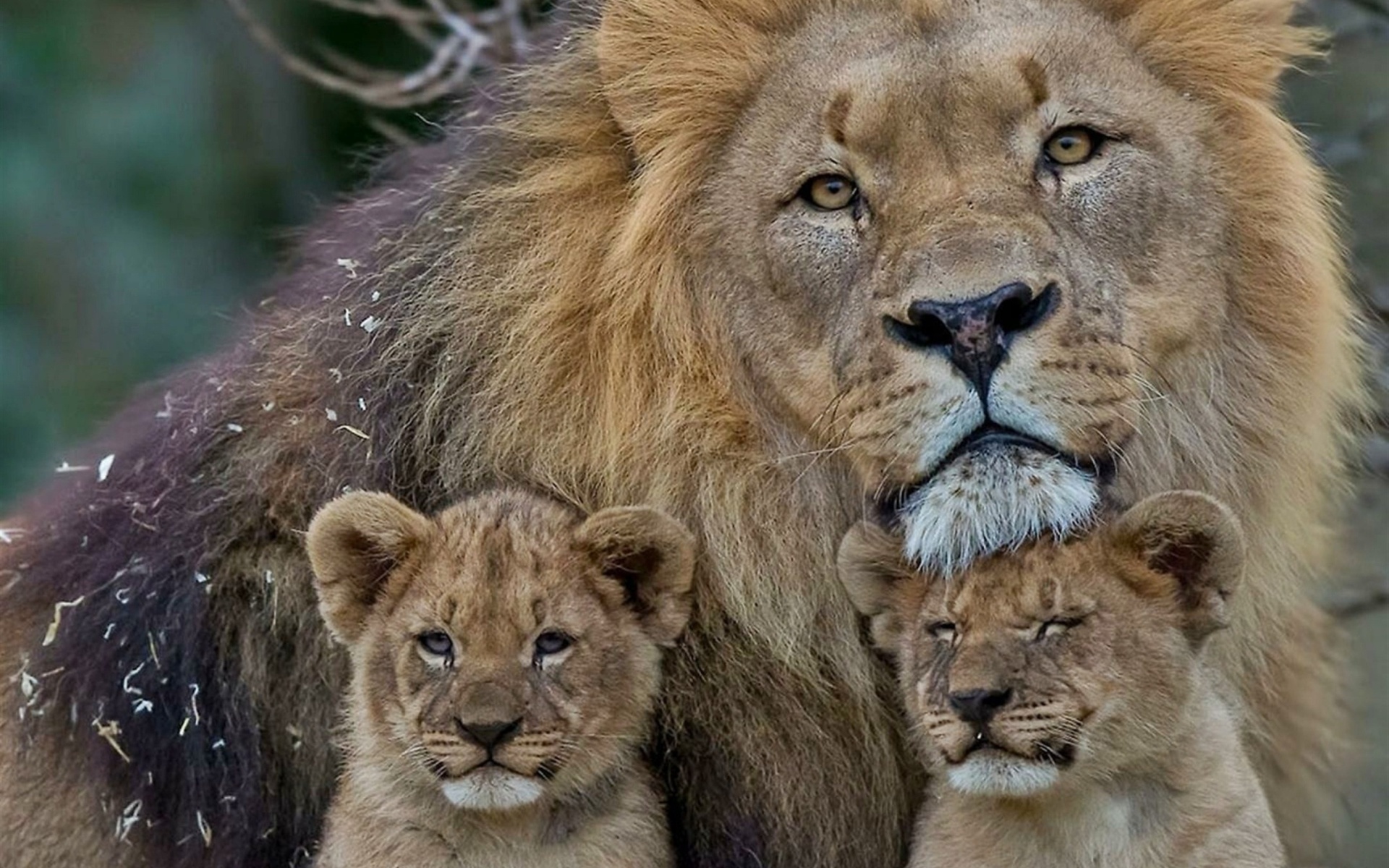 Lion family, Majestic creatures, Wildlife wonders, Magnificent beasts, 1920x1200 HD Desktop