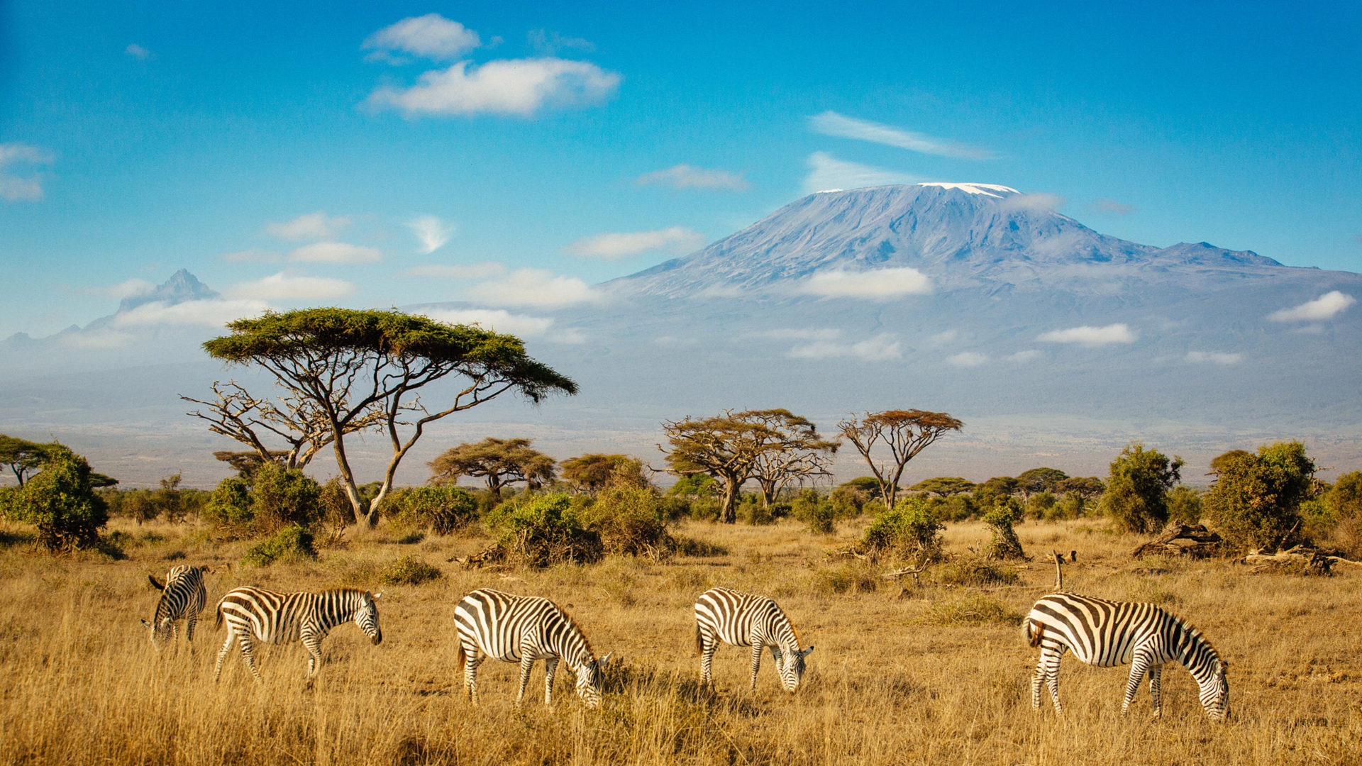 Mount Kilimanjaro, Zebras in Amboseli National Park, Southern Kenya, Desktop wallpapers, 1920x1080 Full HD Desktop