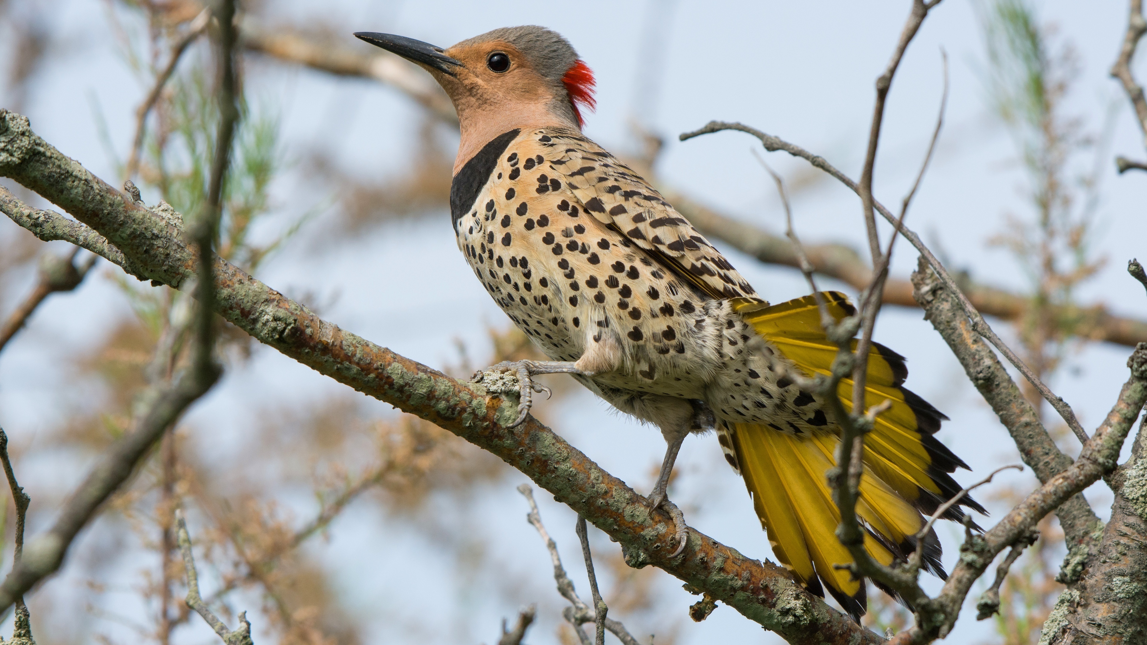 Woodpecker, Animals, Motley plumage, Nature, 3840x2160 4K Desktop