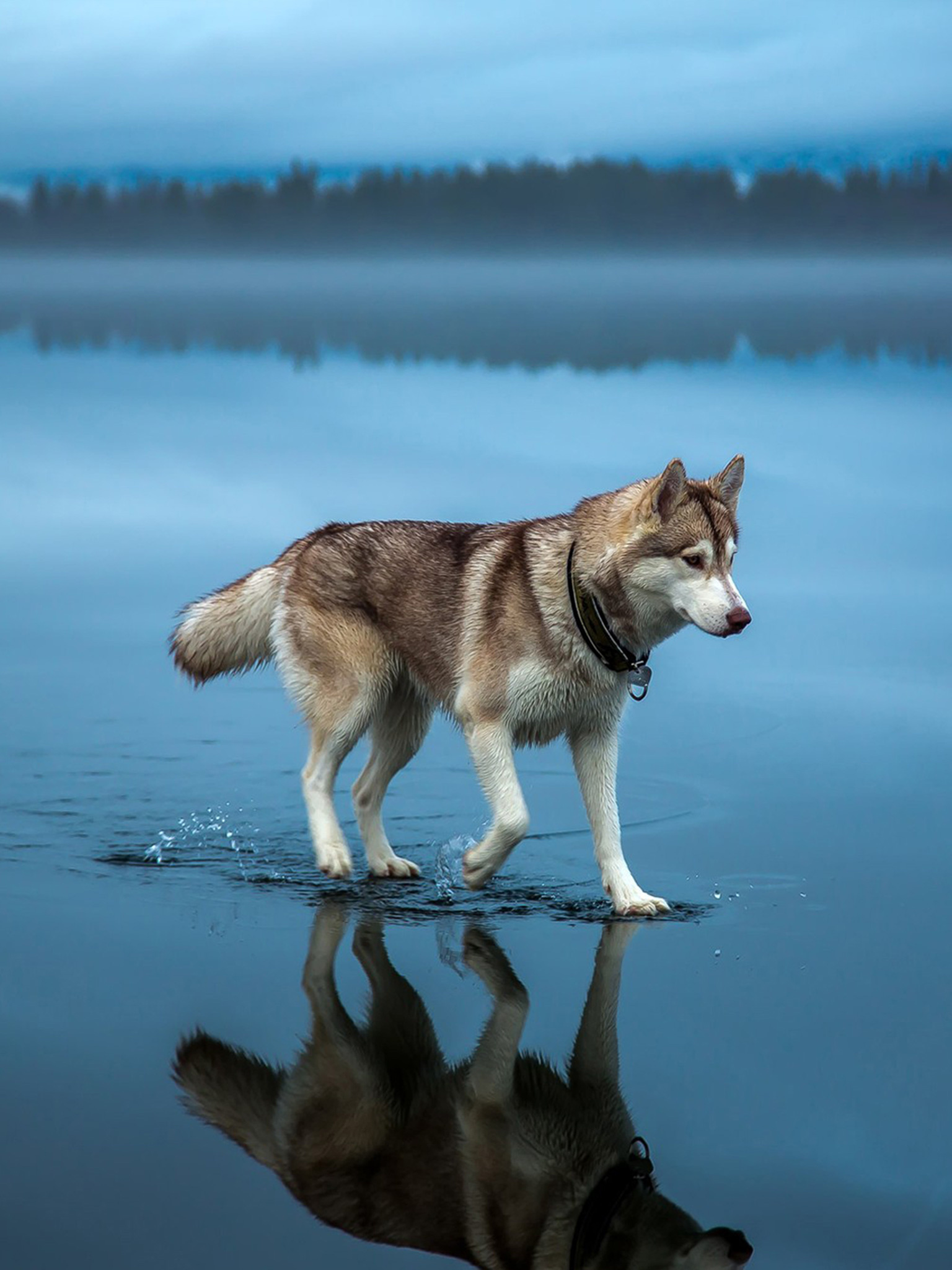 Siberian husky, Water walking, Blue-eyed beauty, 1540x2050 HD Phone