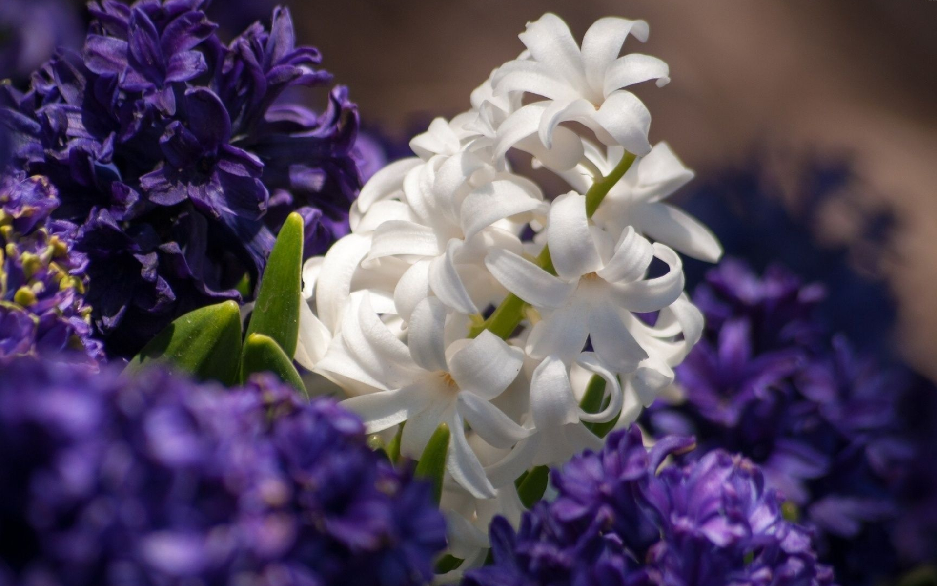 Free download hyacinth wallpaper, Beautiful flowers, Desktop and mobile, Hyacinth macaw, 1920x1200 HD Desktop