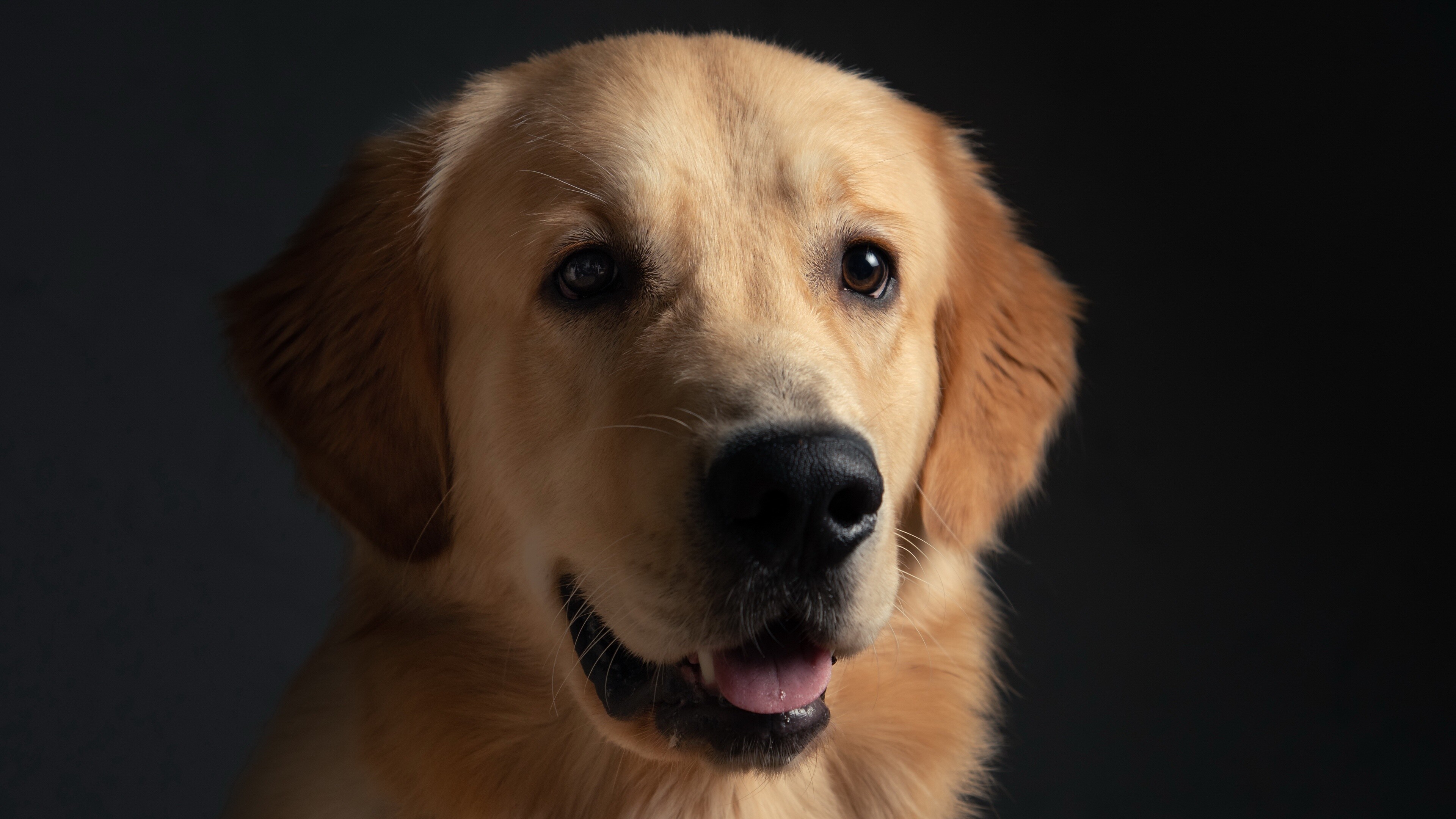 Golden Retriever: Goldens are outgoing, trustworthy, and eager-to-please family dogs, and relatively easy to train. 3840x2160 4K Background.