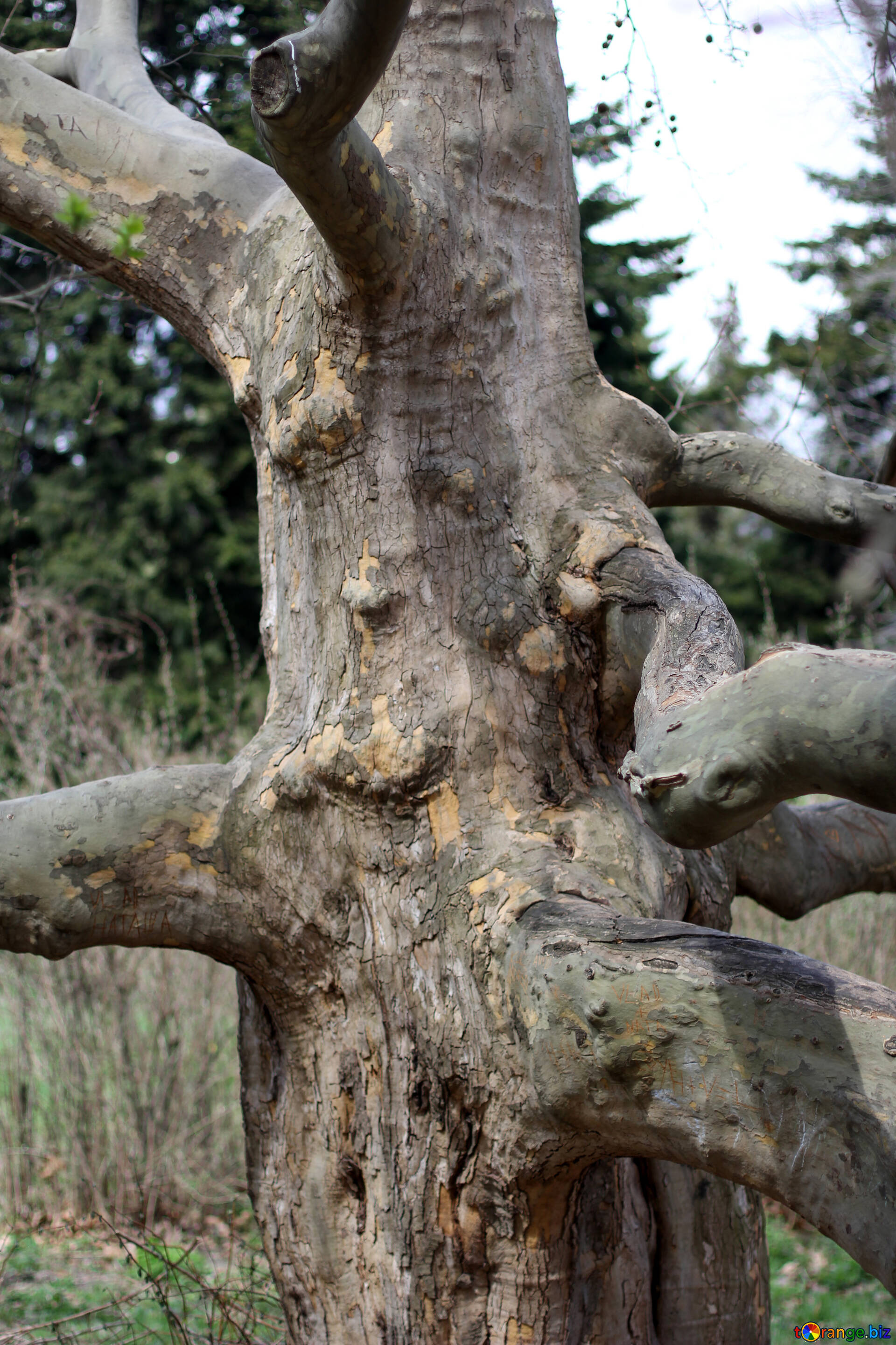Tree Roots Image, Twisting Branches, CC BY License, 1920x2880 HD Handy