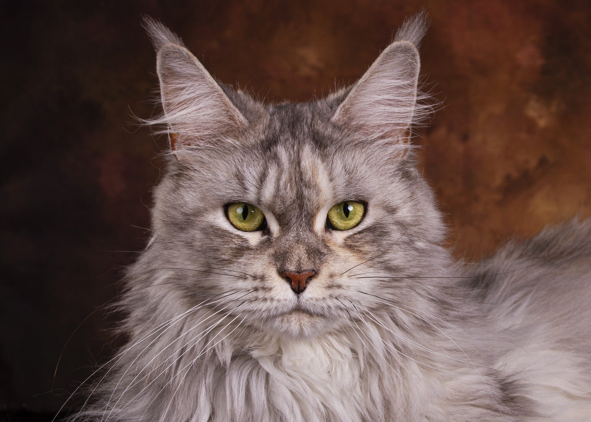 Maine Coon: Minimal grooming is required for the breed compared to other long-haired breeds, as their coat is mostly self-maintaining owing to a light-density undercoat. 2000x1430 HD Wallpaper.