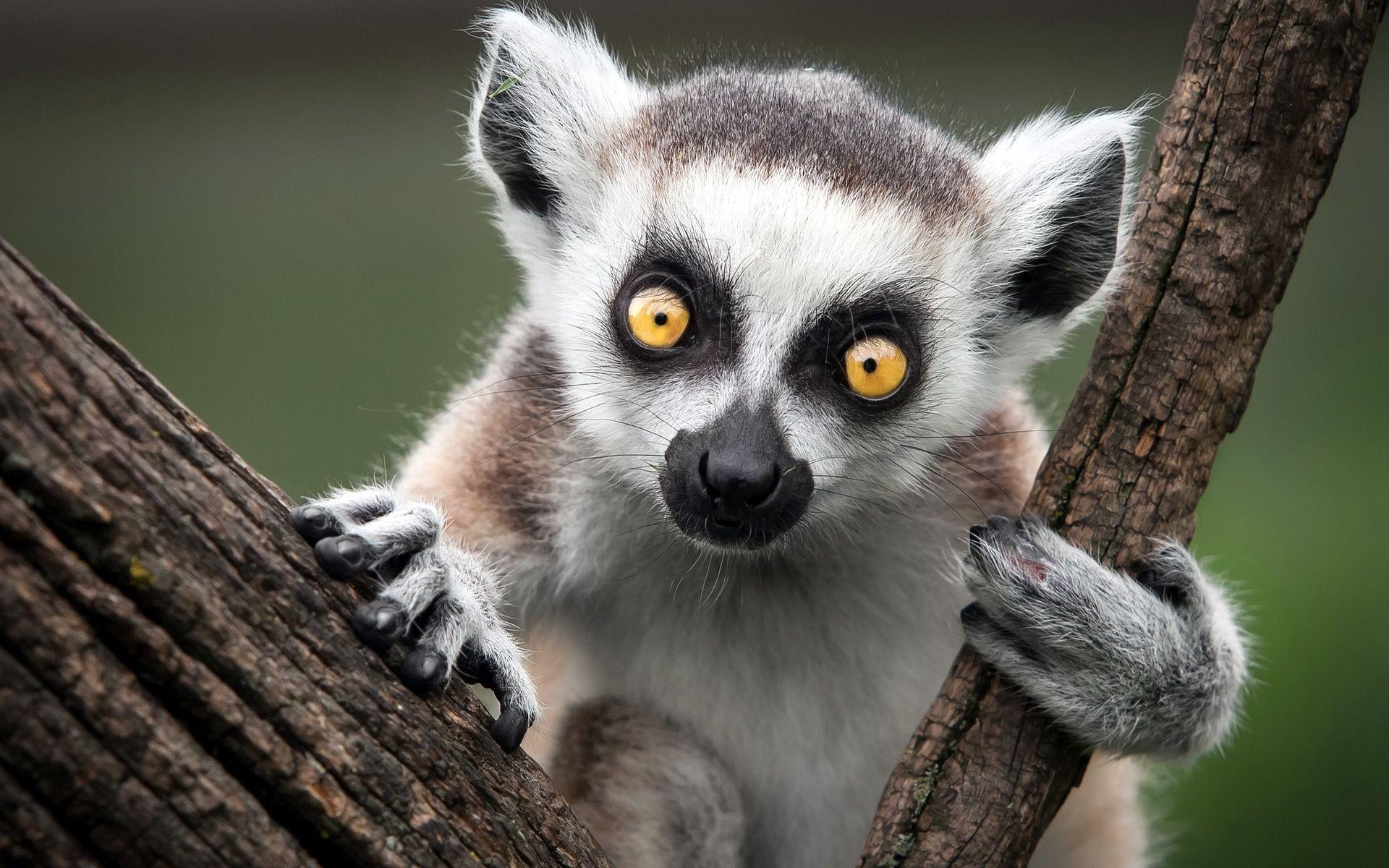 Cute lemur, Playful antics, Adorable expression, Lively background, 1920x1200 HD Desktop