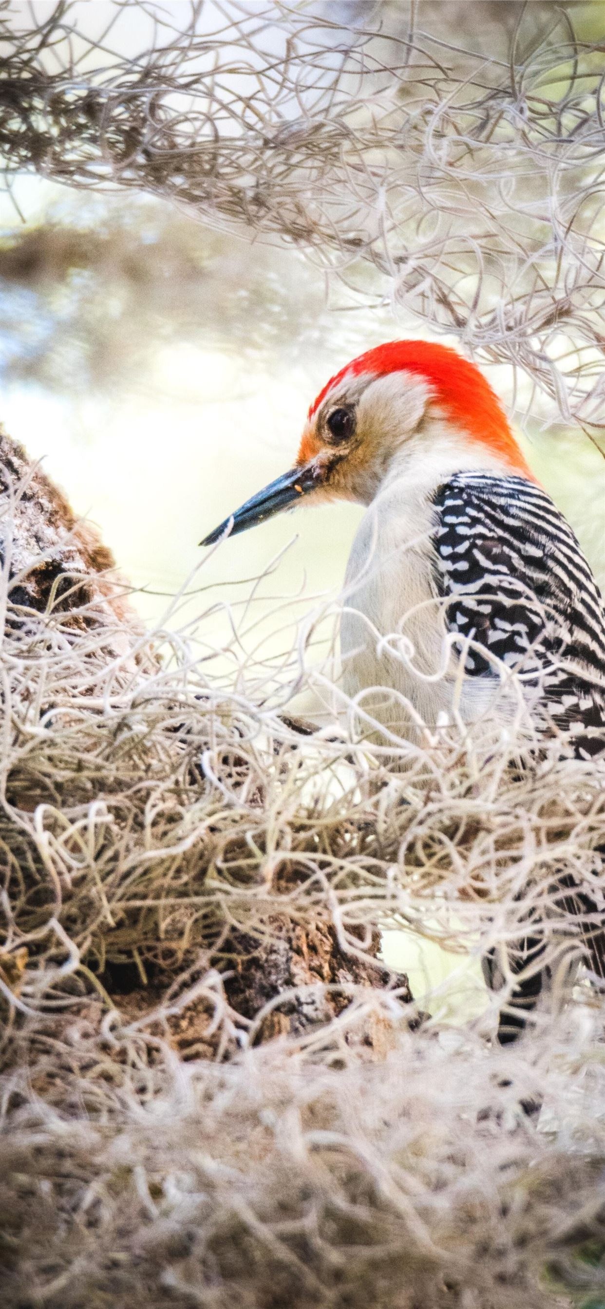 Woodpecker iPhone wallpapers, Mobile charm, Nature's wallpaper, Avian allure, 1250x2690 HD Handy