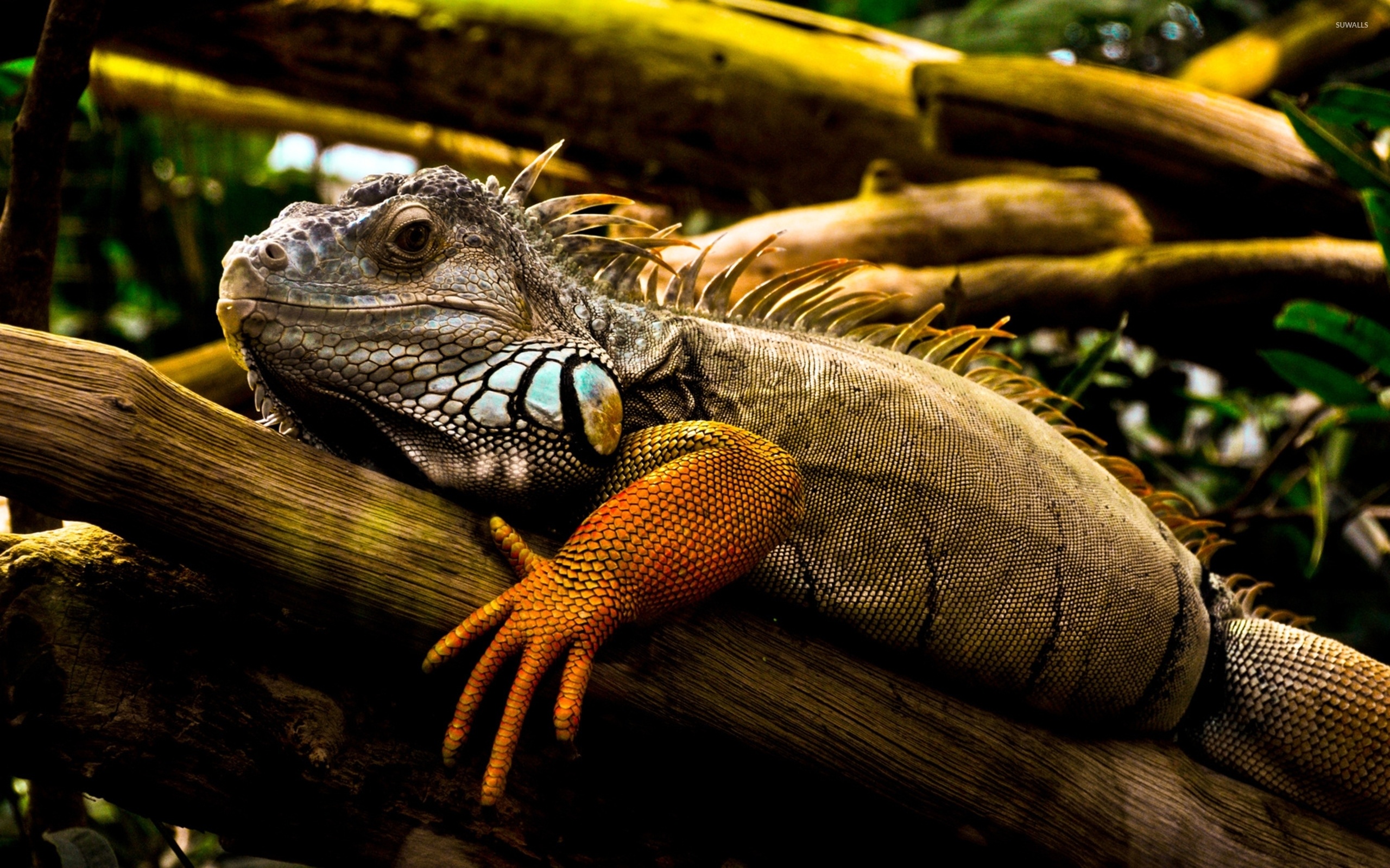 Iguana on a branch, Animal wallpapers, 2560x1600 HD Desktop