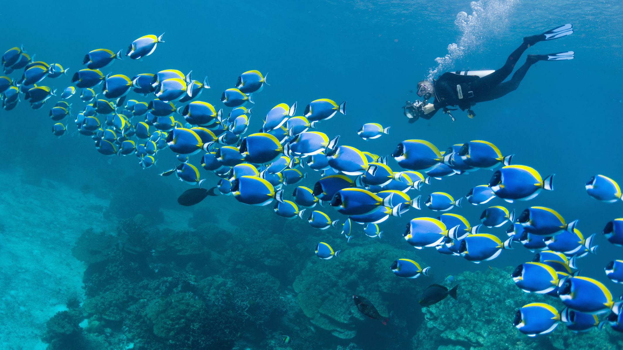 Diving: Exploring the amazing life of sea fish in the Red Sea, Hurghada, Egypt. 2130x1200 HD Background.