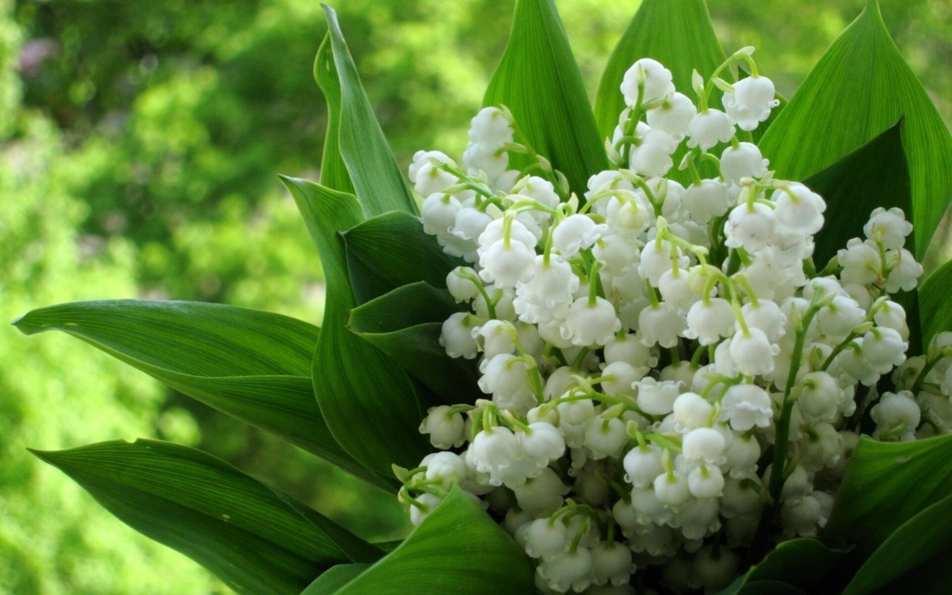 Lily of the Valley: The stems are covered with tiny white, nodding bell-shaped flowers that have a sweet perfume and medium-bright green leaves that are lance-shaped, 4 to 8 inches high, and 3 to 5 inches wide. 1920x1200 HD Background.