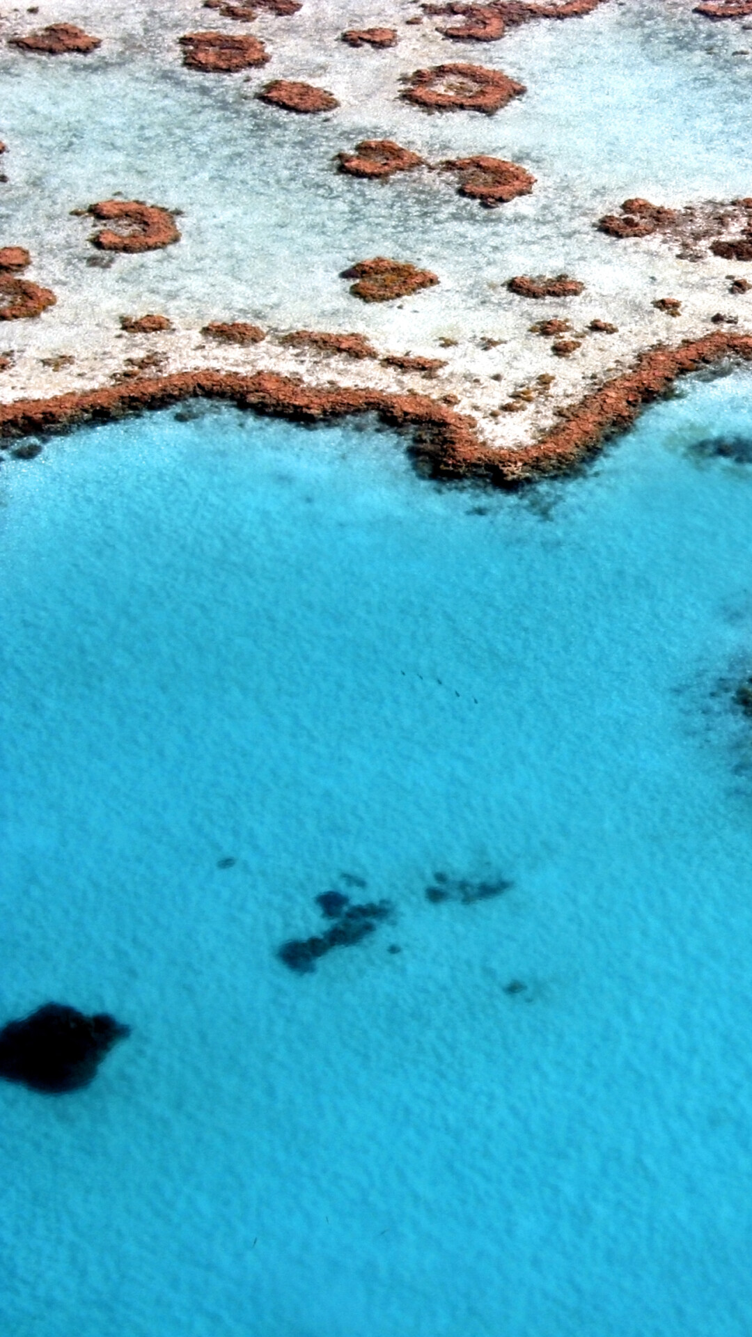 Great Barrier Reef: Living system of reefs, Can be seen from space. 1080x1920 Full HD Background.