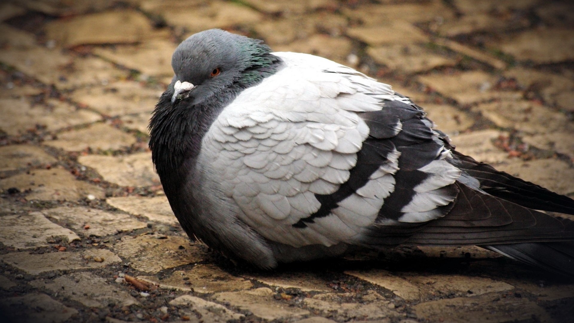 Pigeon: The pygmy dove measures only 8-10 centimeters in length. 1920x1080 Full HD Wallpaper.
