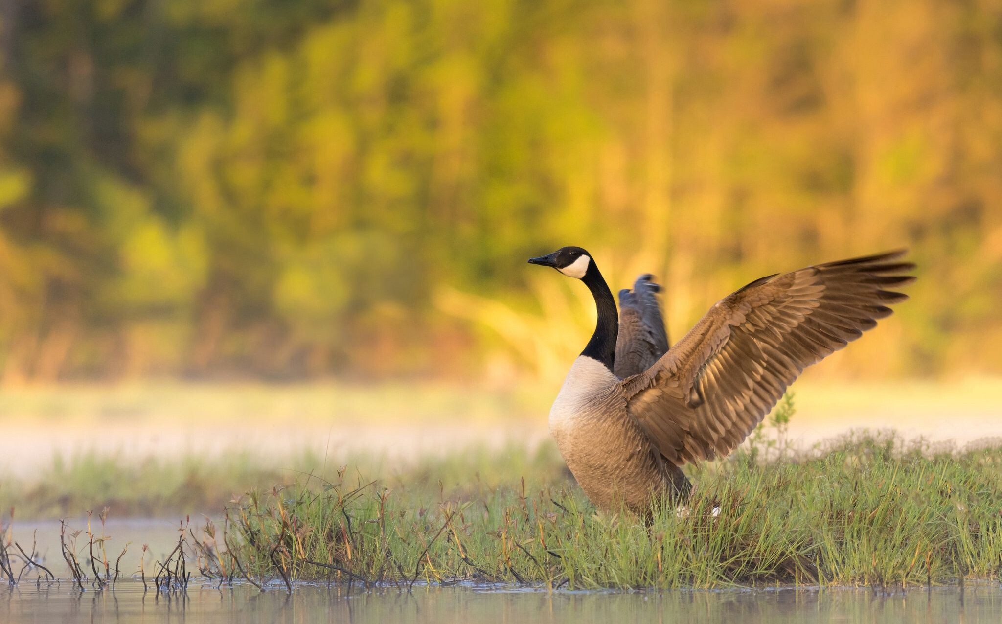 Geese: Web-footed swimming birds of the family Anatidae, A large bird that lives by water. 2050x1280 HD Background.