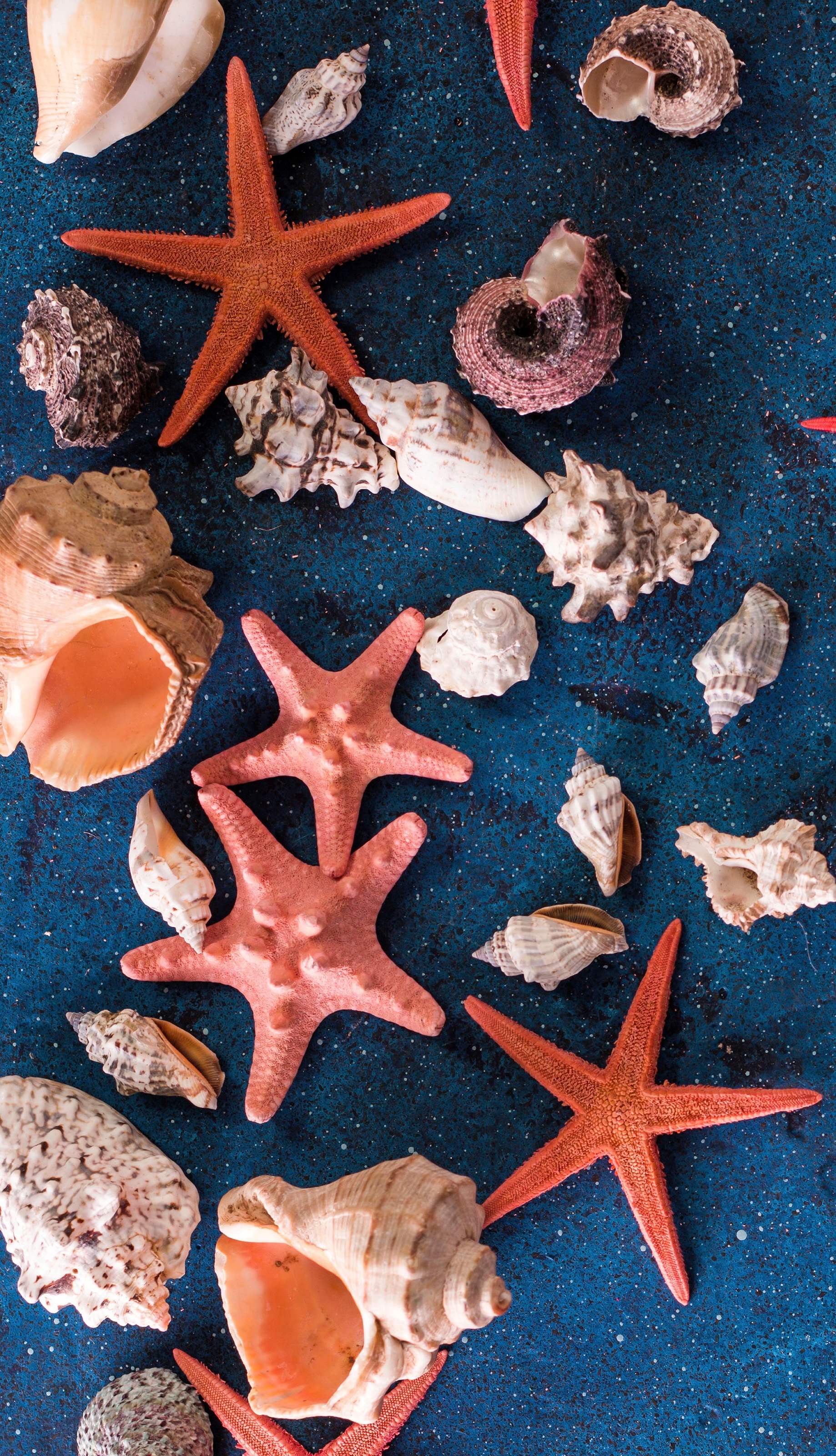 Sea Star: Have tube feet operated by a hydraulic system, Shells. 1840x3200 HD Wallpaper.