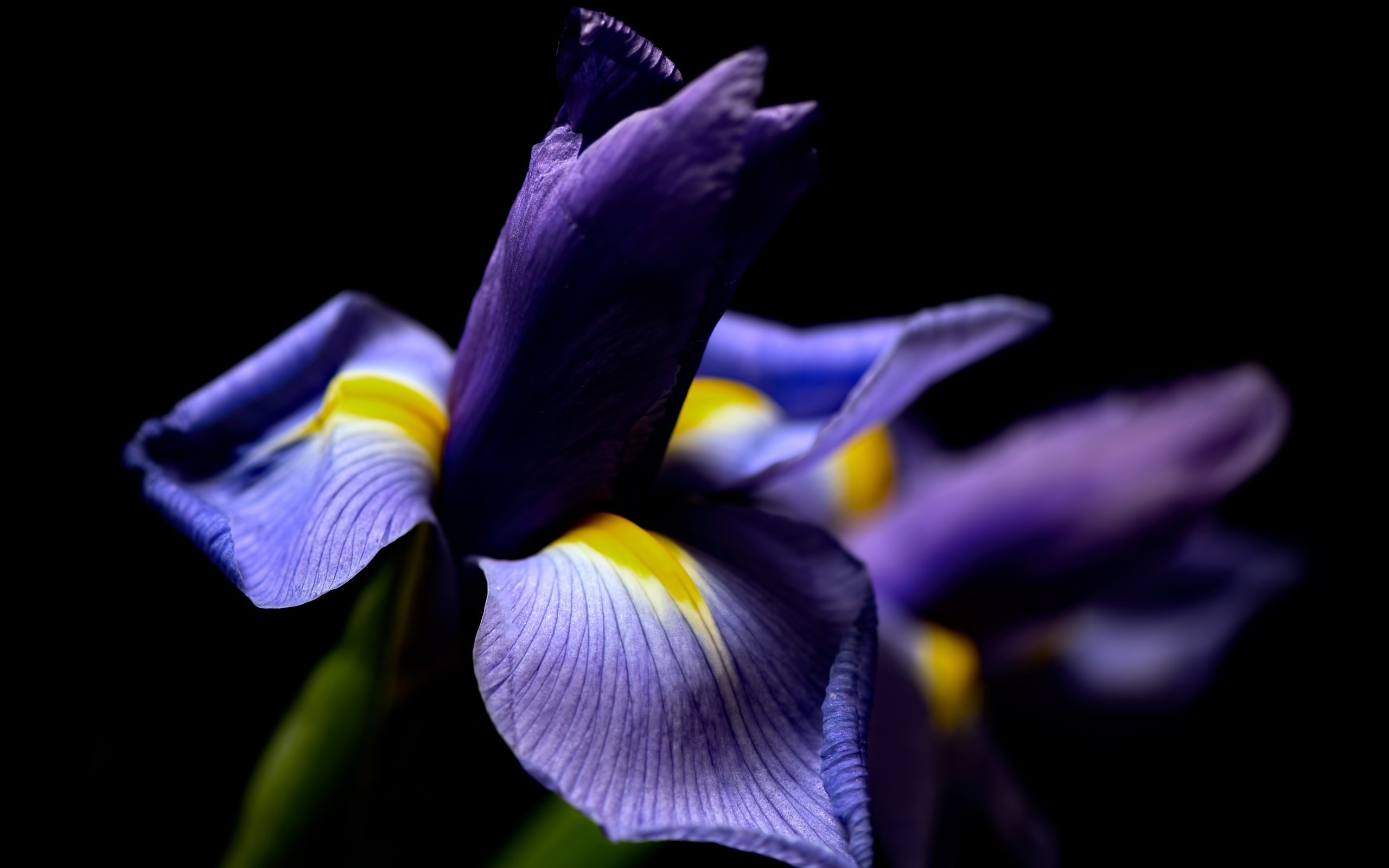 Black iris wallpaper, Mysterious allure, Dark beauty, Striking contrast, 2560x1600 HD Desktop
