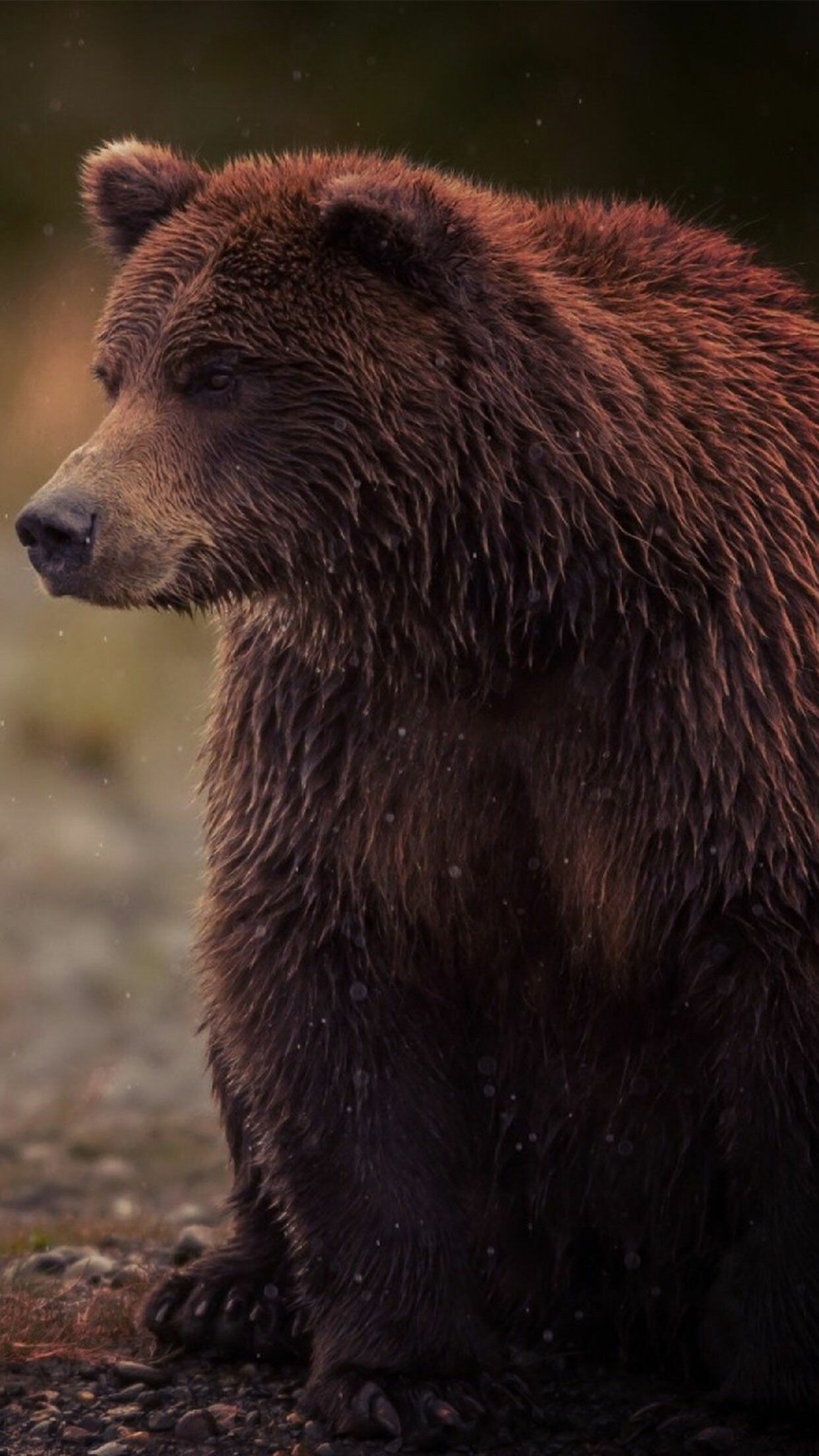 Bear: Mammals that belong to the family Ursidae. 1250x2210 HD Wallpaper.