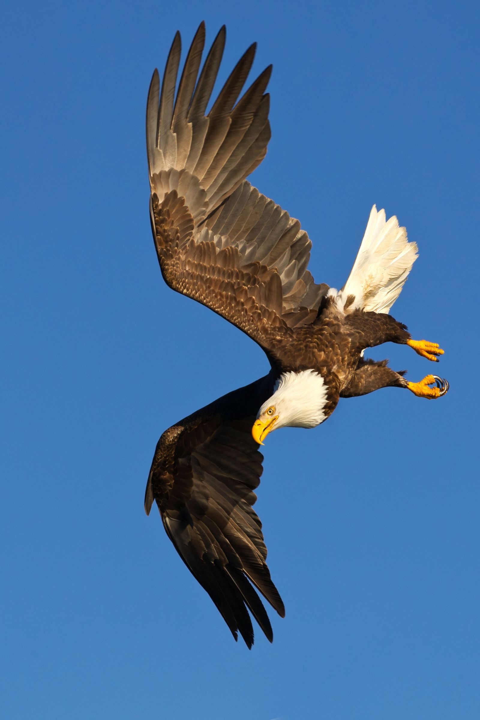 Bald Eagle, Fascinating hybrid, Horse and eagle, Unique artwork, 1600x2400 HD Phone