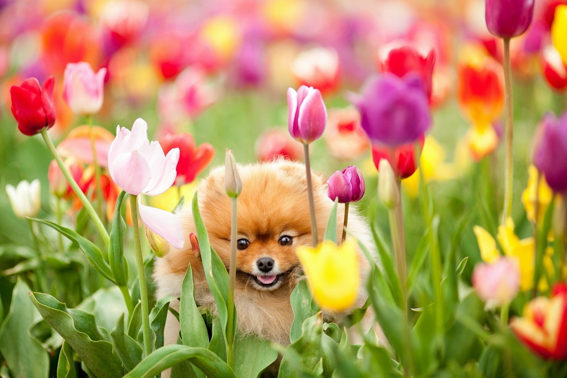 Pomeranian: The smallest member of the Spitz family of dogs. 1920x1280 HD Background.