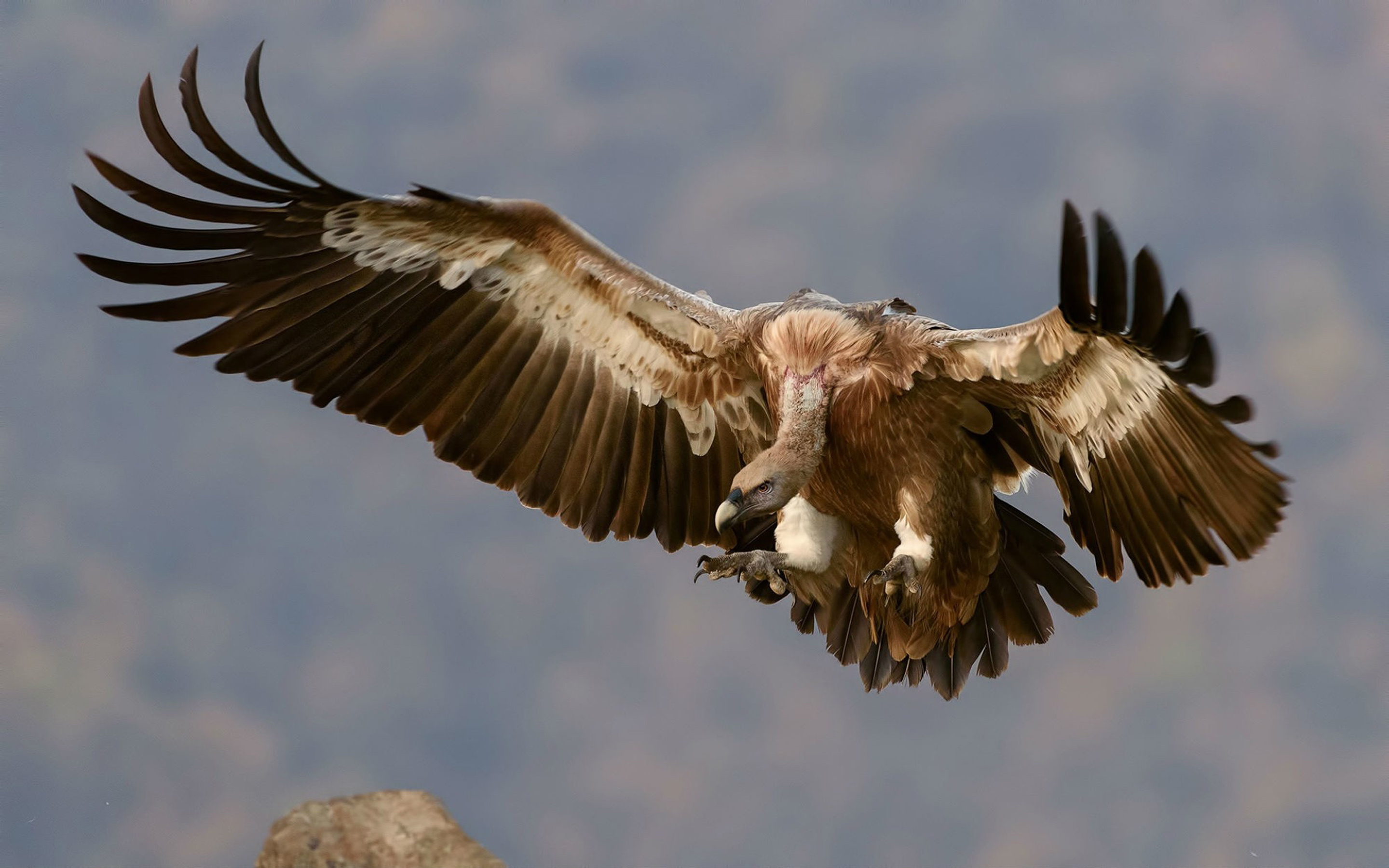 Griffon (Bird): The griffon vulture, A scavenger, feeding mostly from carcasses of dead animals which it finds by soaring over open areas. 2880x1800 HD Background.
