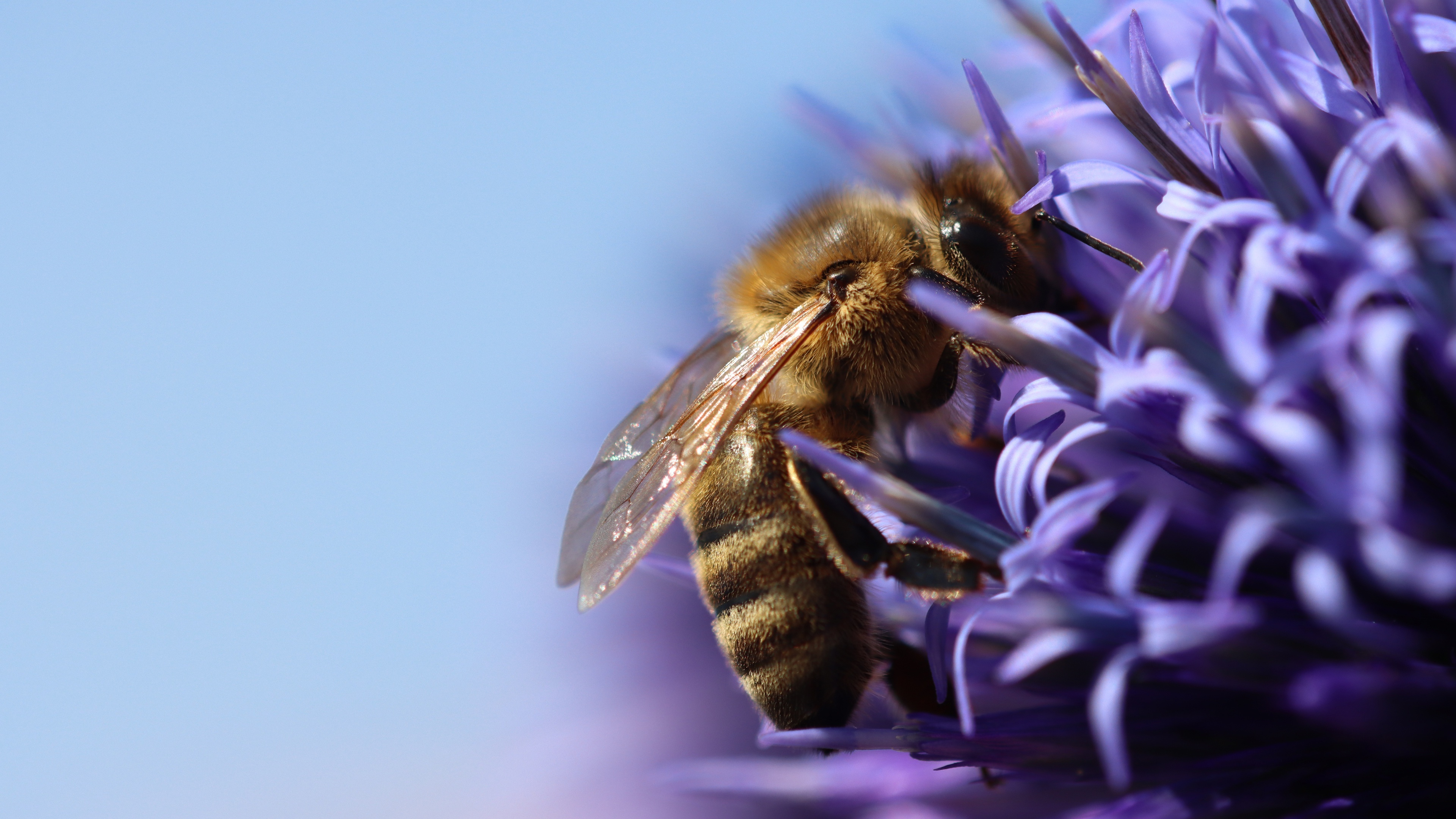 Bee: Feed on nectar and pollen, the former primarily as an energy source. 3840x2160 4K Background.