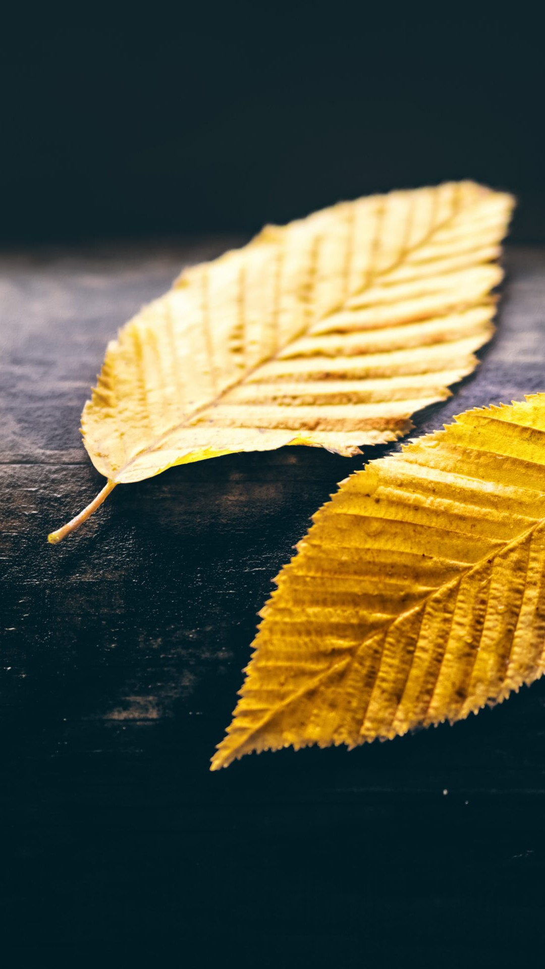 Gold Leaf: Elm foliage turning yellow in fall, Beautiful fall foliage, Chlorophyll breakdown. 1080x1920 Full HD Wallpaper.