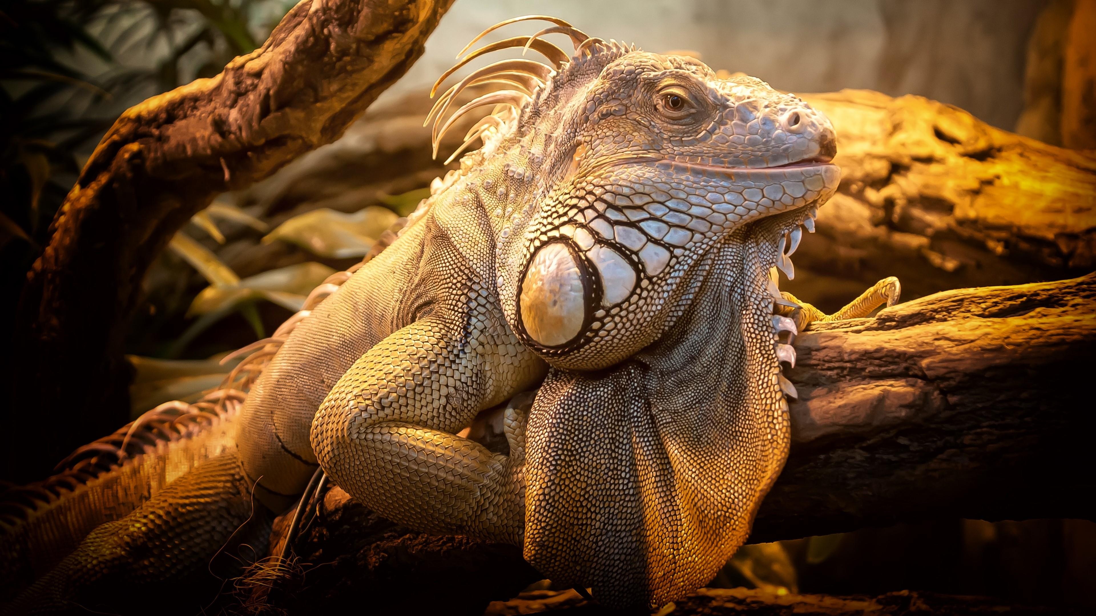 Iguana wallpapers, Stunning reptile, Colorful scales, Nature background, 3840x2160 4K Desktop