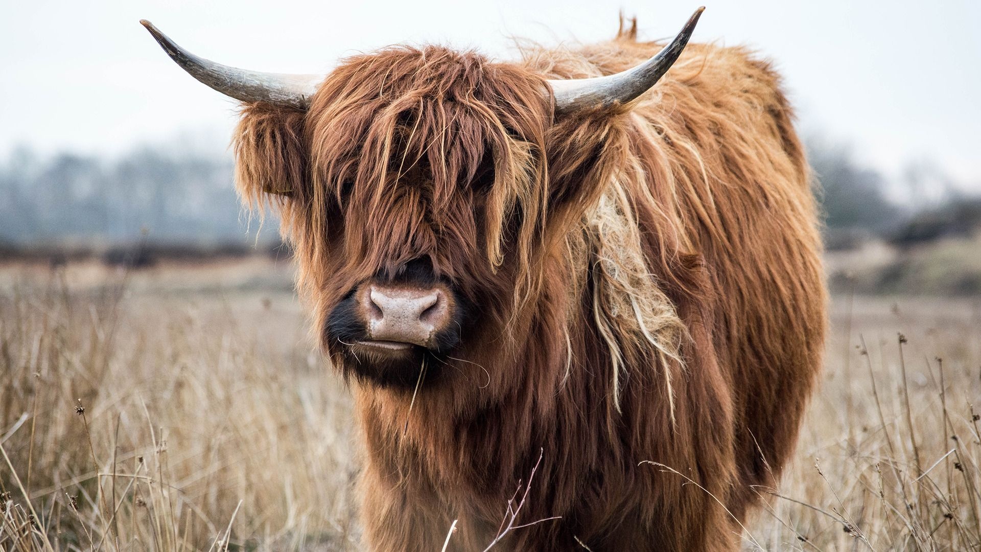 Highland cow wallpapers, Stunning backgrounds, Magnificent creatures, Highland beauty, 1920x1080 Full HD Desktop