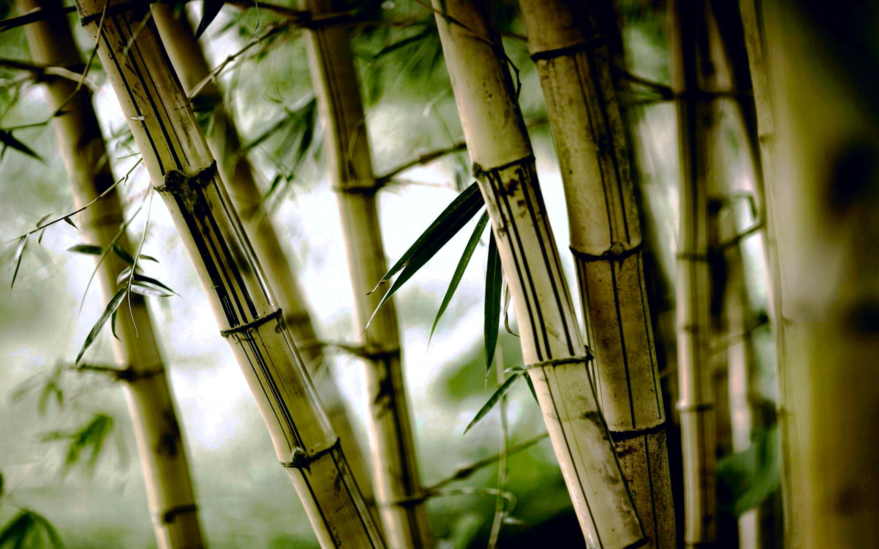 Bamboo: Nature, Plant with strength-to-weight ratio is similar to timber, Tropical forest. 2960x1850 HD Wallpaper.
