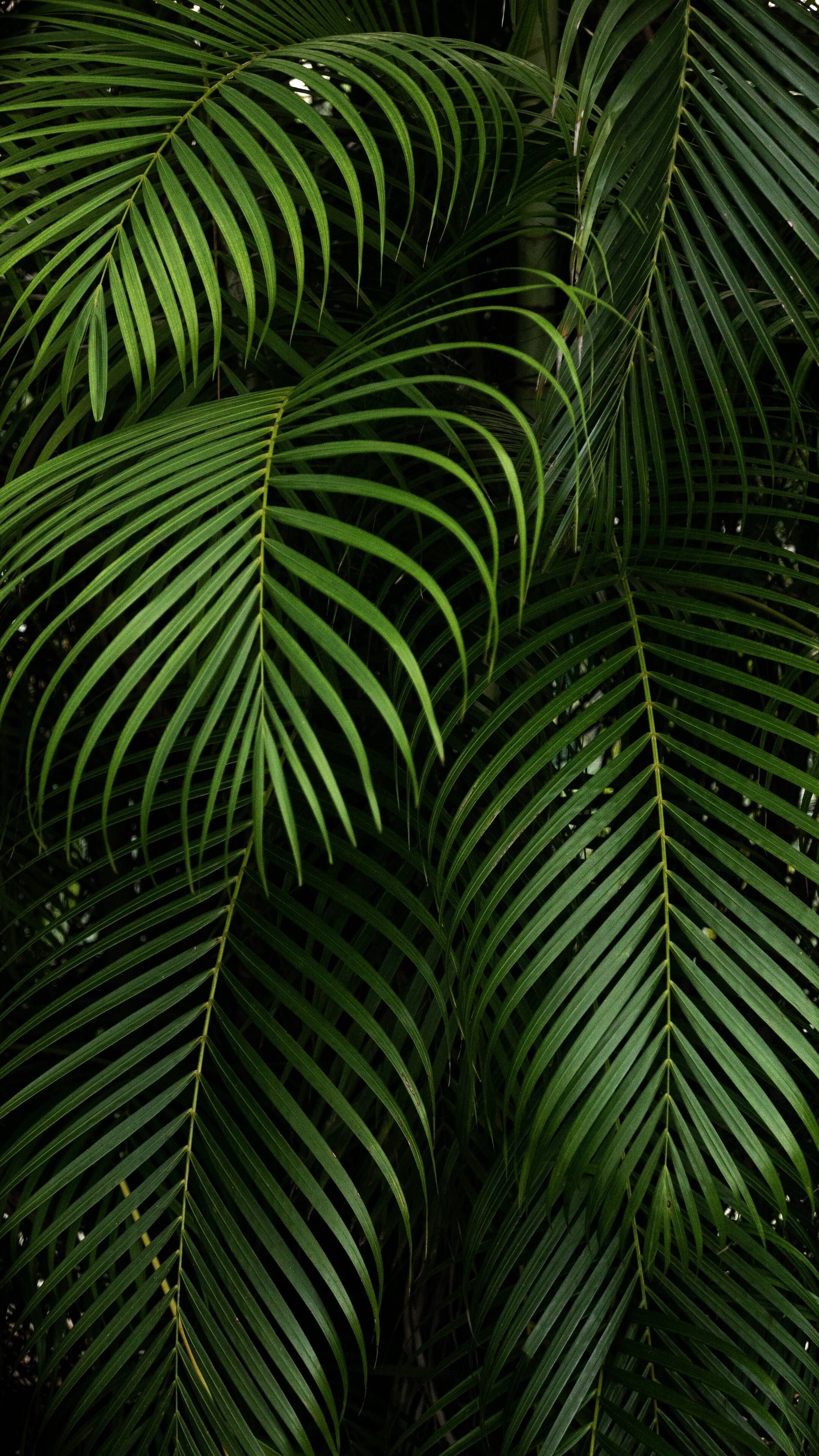 Go Green: Areca palm, Chrysalidocarpus lutescens, The tropics of Madagascar. 2160x3840 4K Wallpaper.