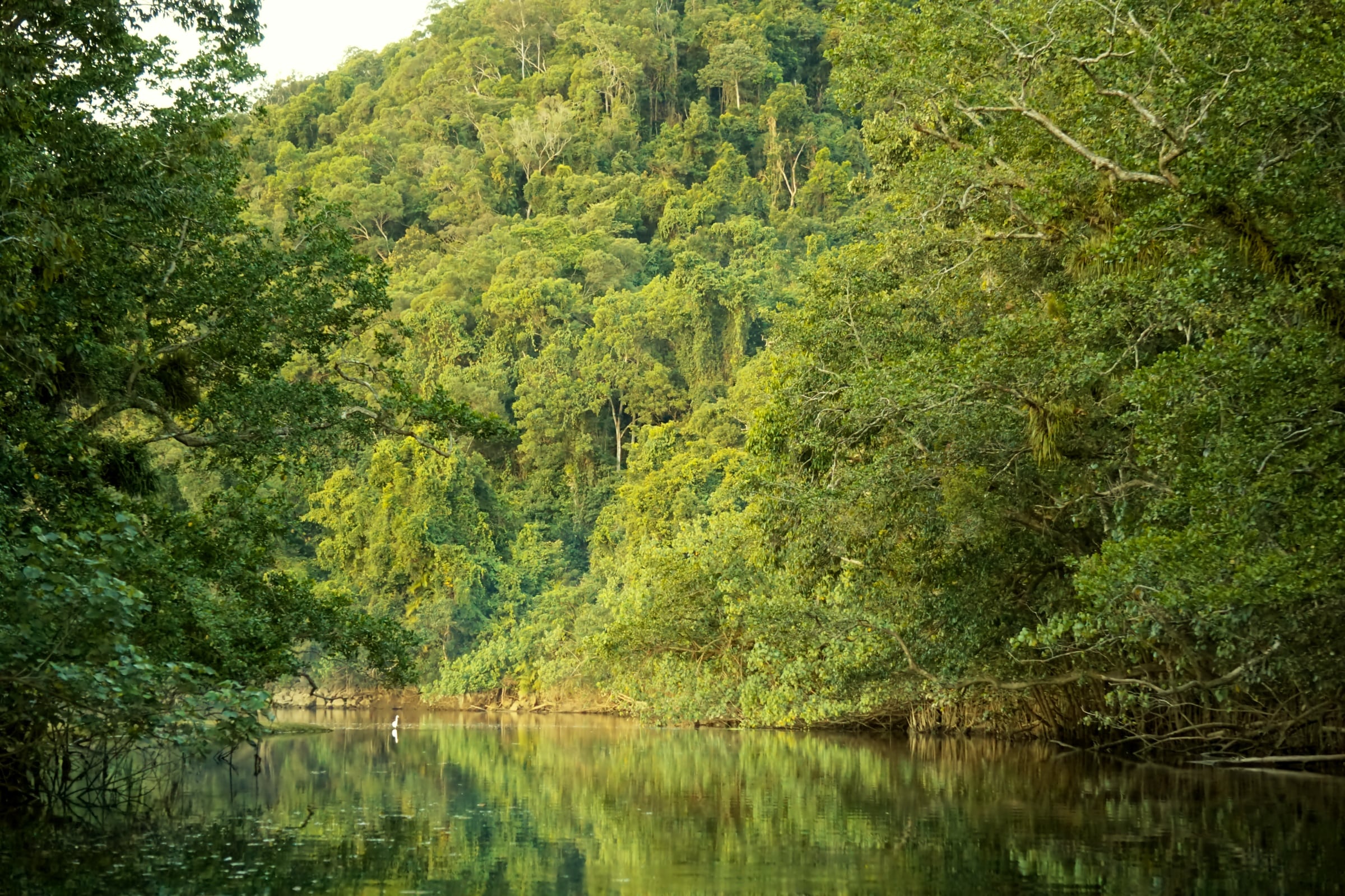 The Daintree River, Travels, Serene river, Outdoor exploration, 2400x1600 HD Desktop