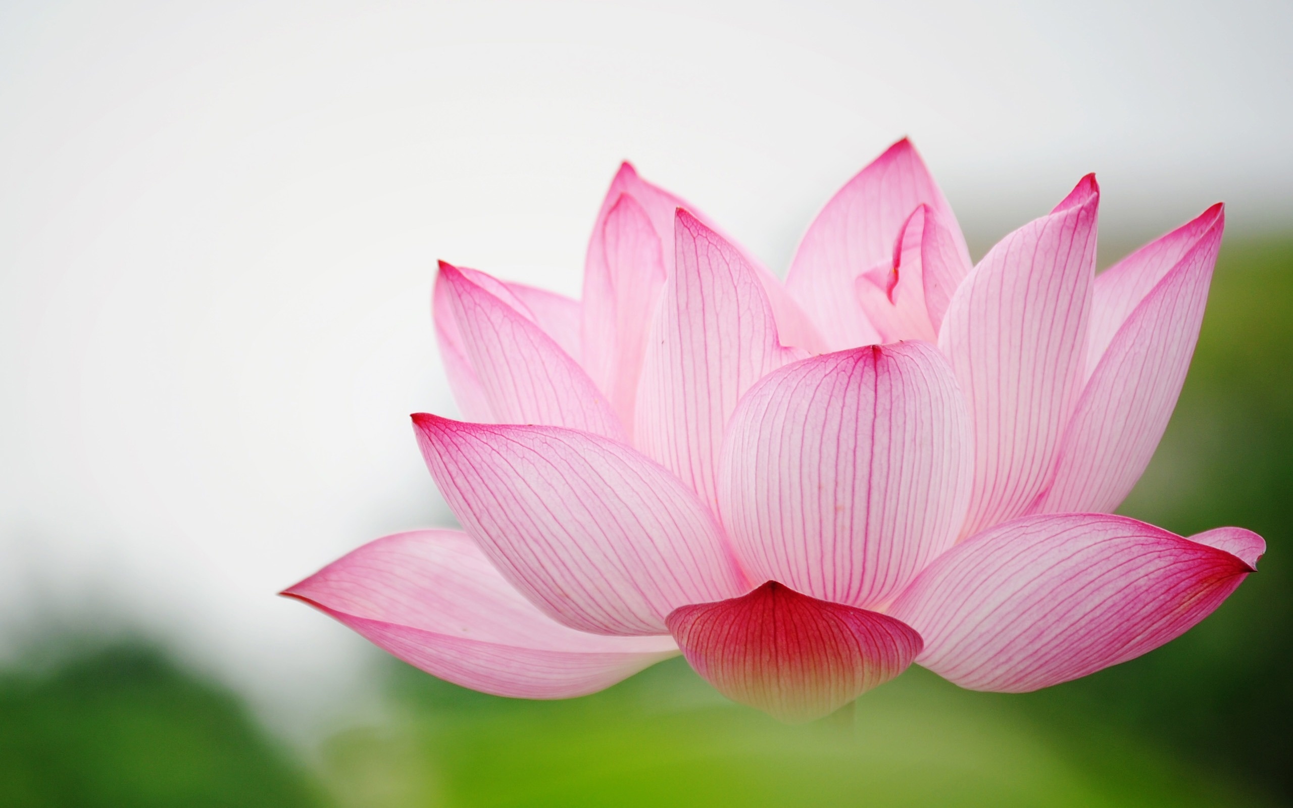 Nature flower garden love, Pink lily lotus, HD wallpaper, Captivating visuals, 2560x1600 HD Desktop
