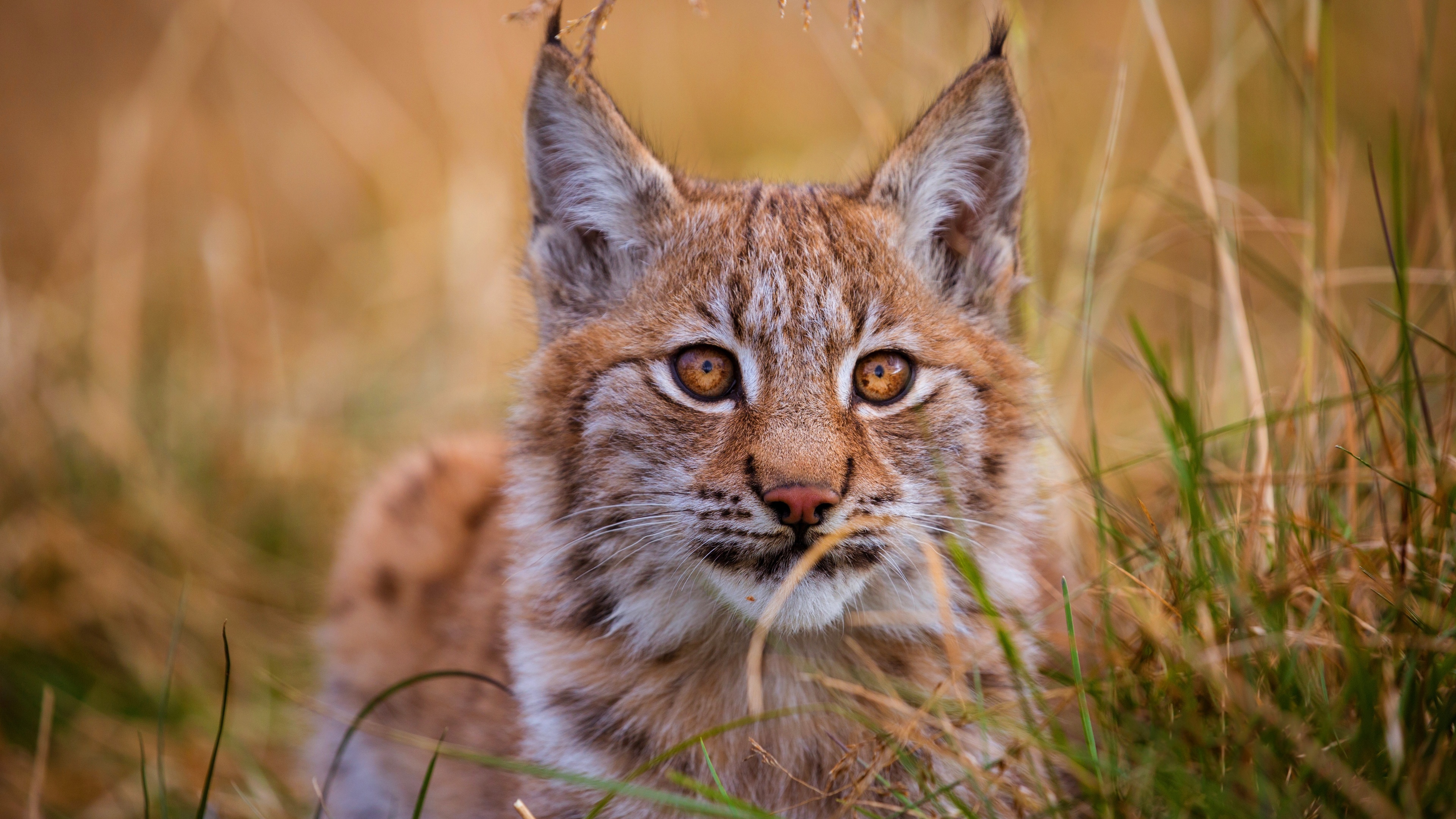 Red Lynx elegance, Desktop wildlife, Silent forest hunter, Breathtaking backdrop, 3840x2160 4K Desktop