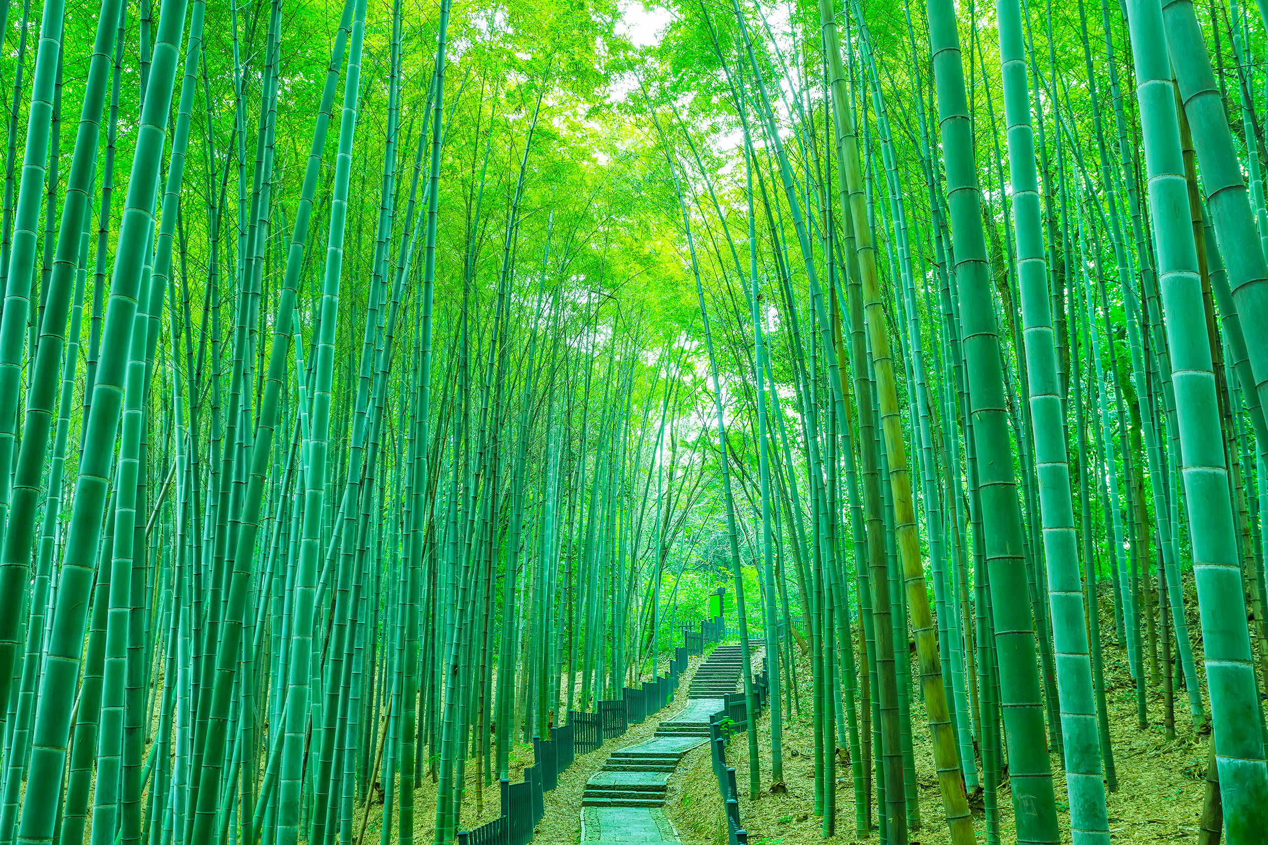 Bamboo path murals, Light bamboo, Serene nature, Tenstickers wallpaper, 2500x1670 HD Desktop