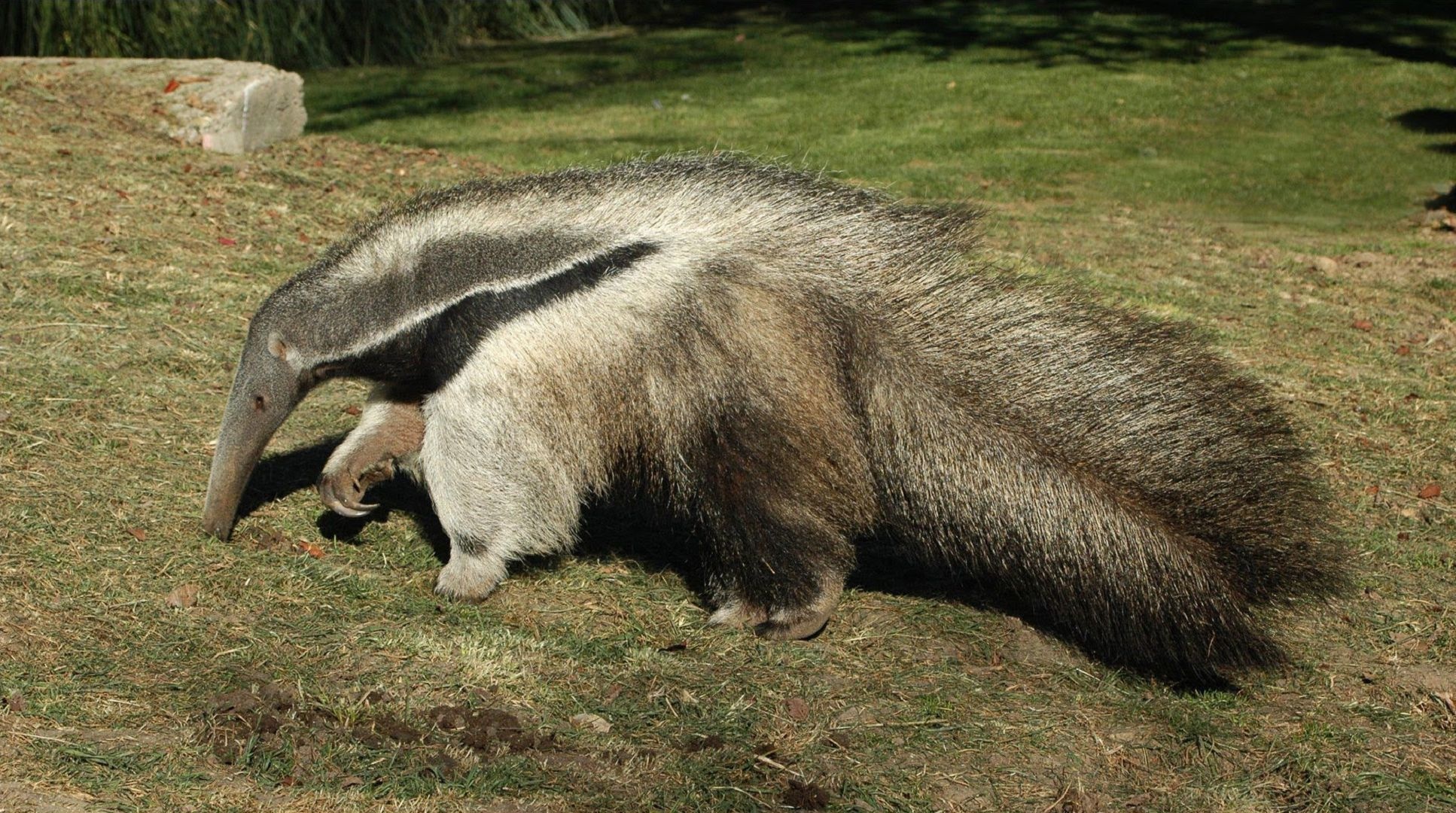 Magnificent anteater, High-definition, Furry creature, Nature's marvel, 1940x1080 HD Desktop