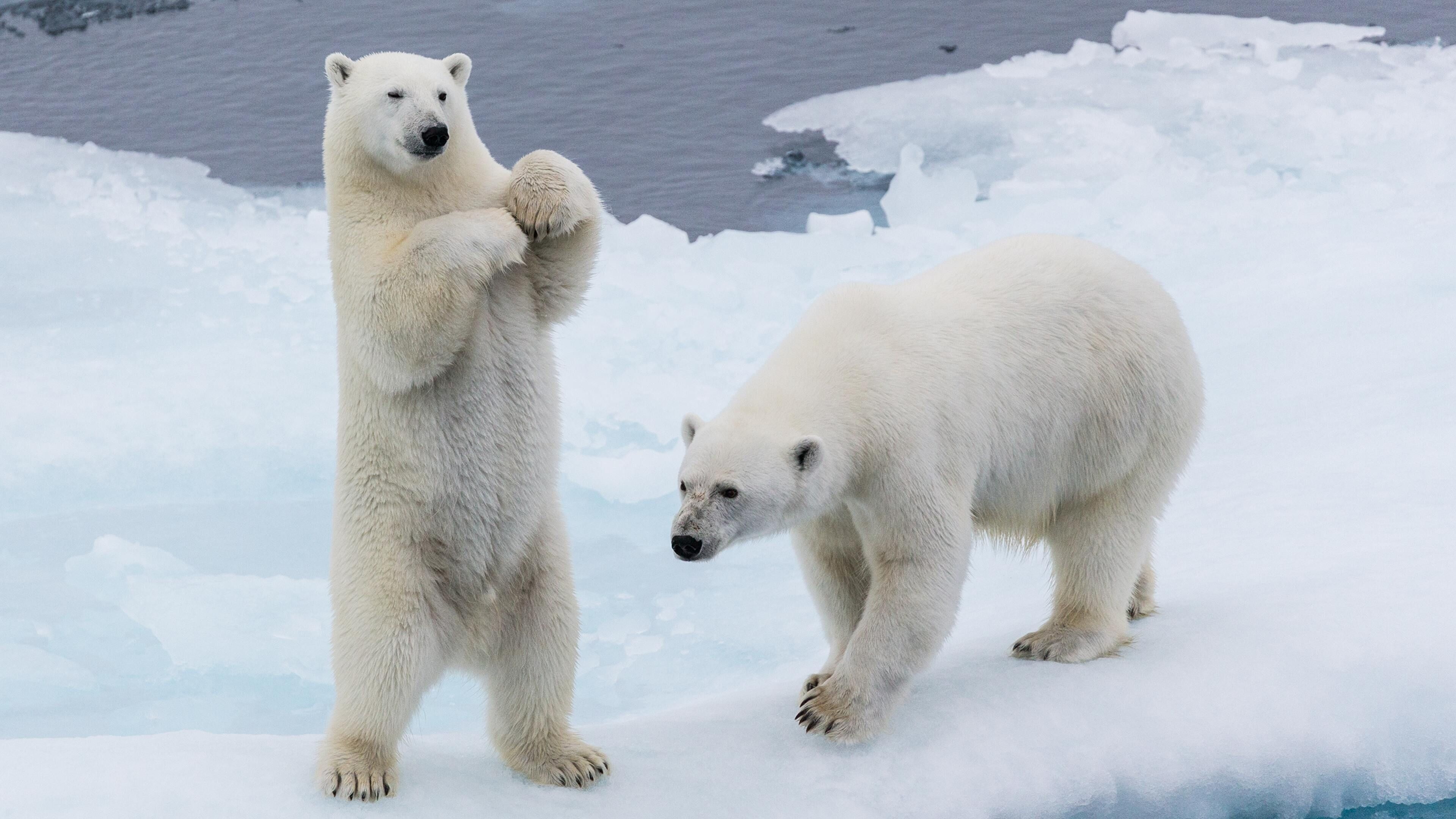 Arctic wonders, Icy kingdom, Polar bear royalty, Magnificent visuals, 3840x2160 4K Desktop