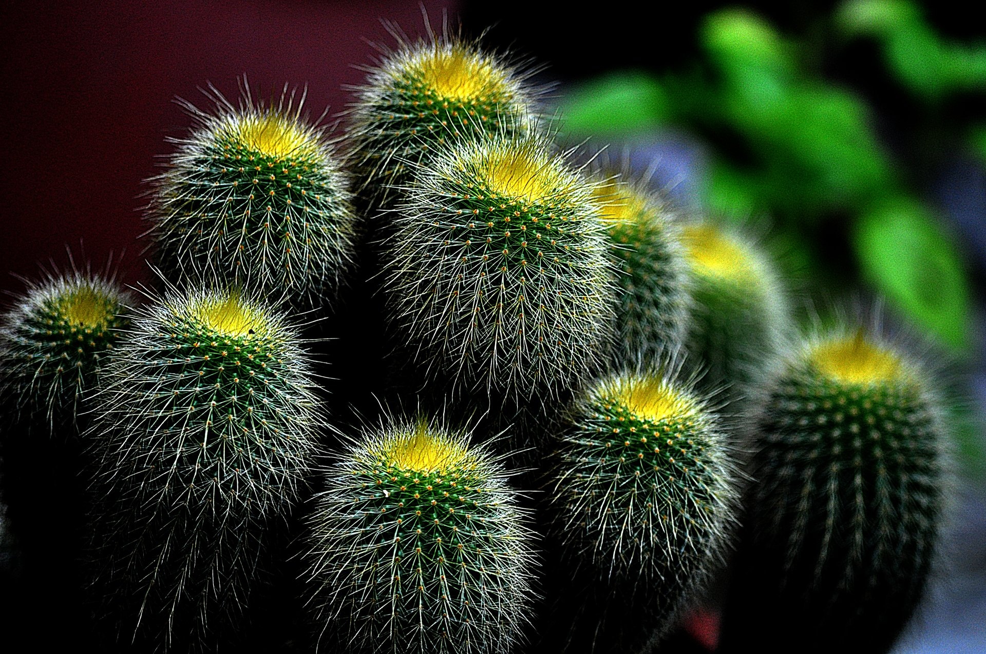 Cactus: Succulent perennials, most live in and are well adapted to dry regions. 1920x1280 HD Background.