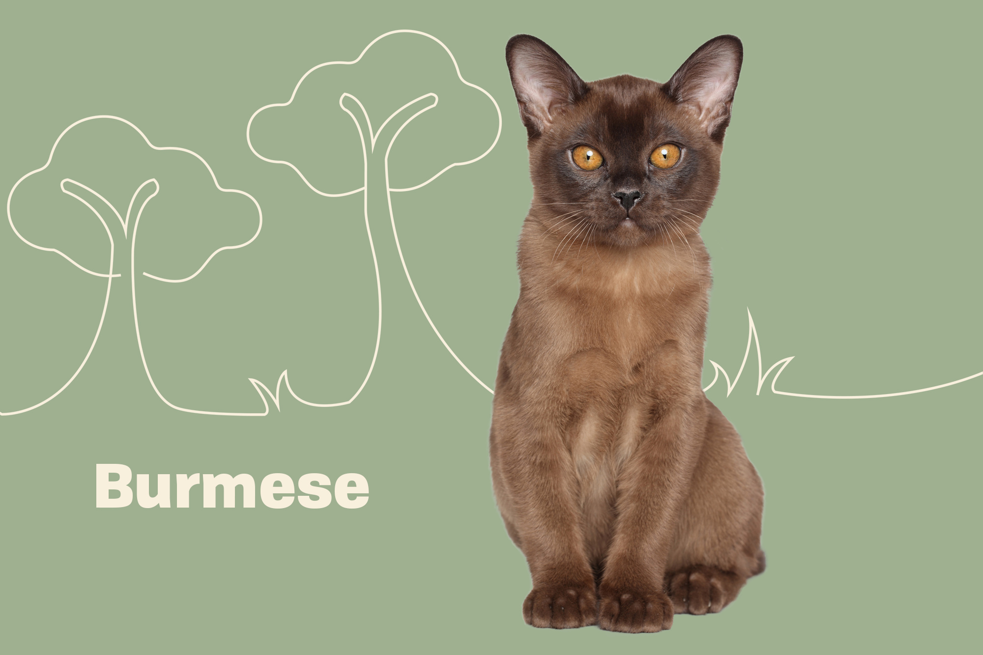 Burmese Cat information, Cat characteristics, Daily paws, Breed details, 2000x1340 HD Desktop