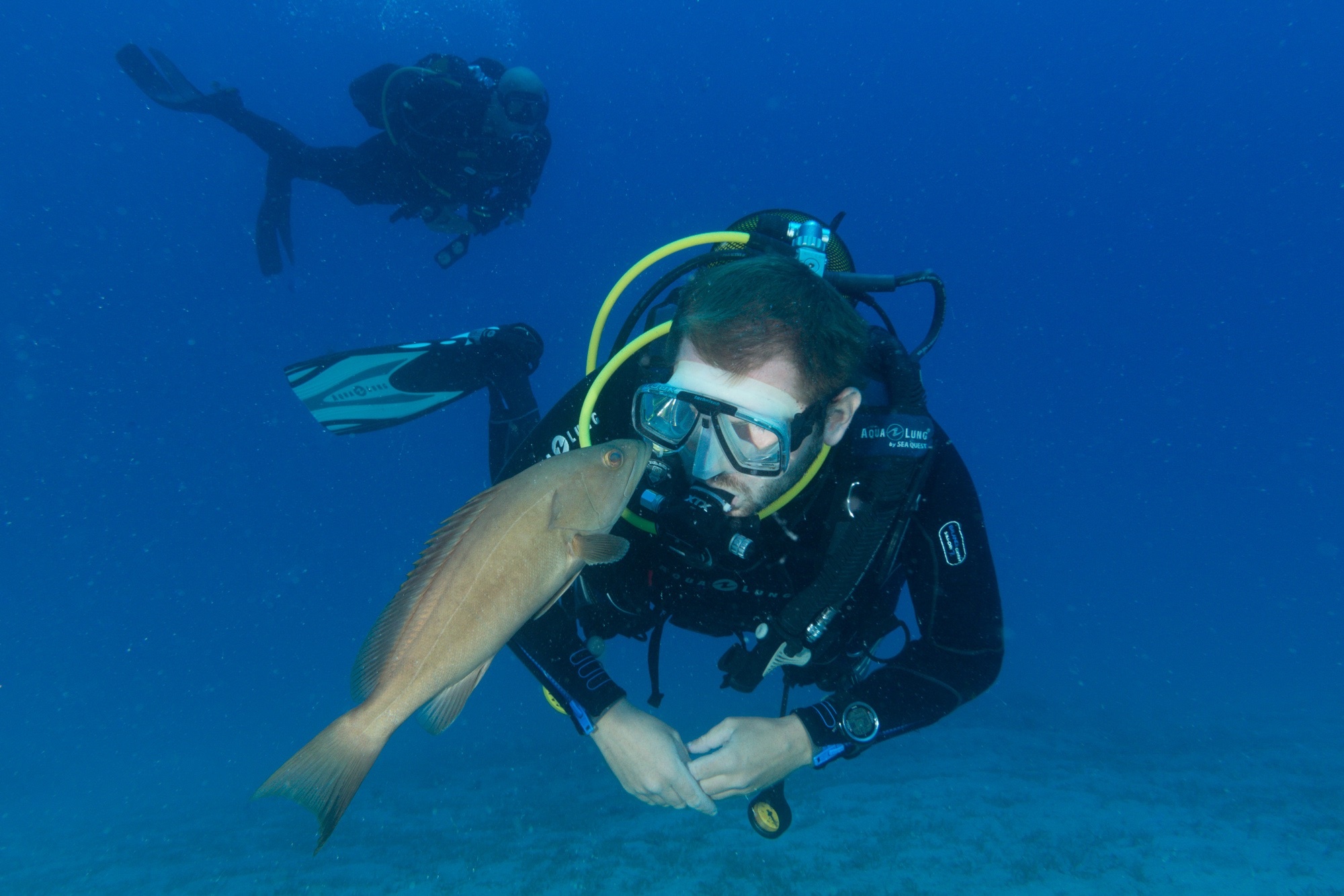 Scuba Diving: Marine biology specimen in front of the diver's face, Incredible underwater world. 2000x1340 HD Background.