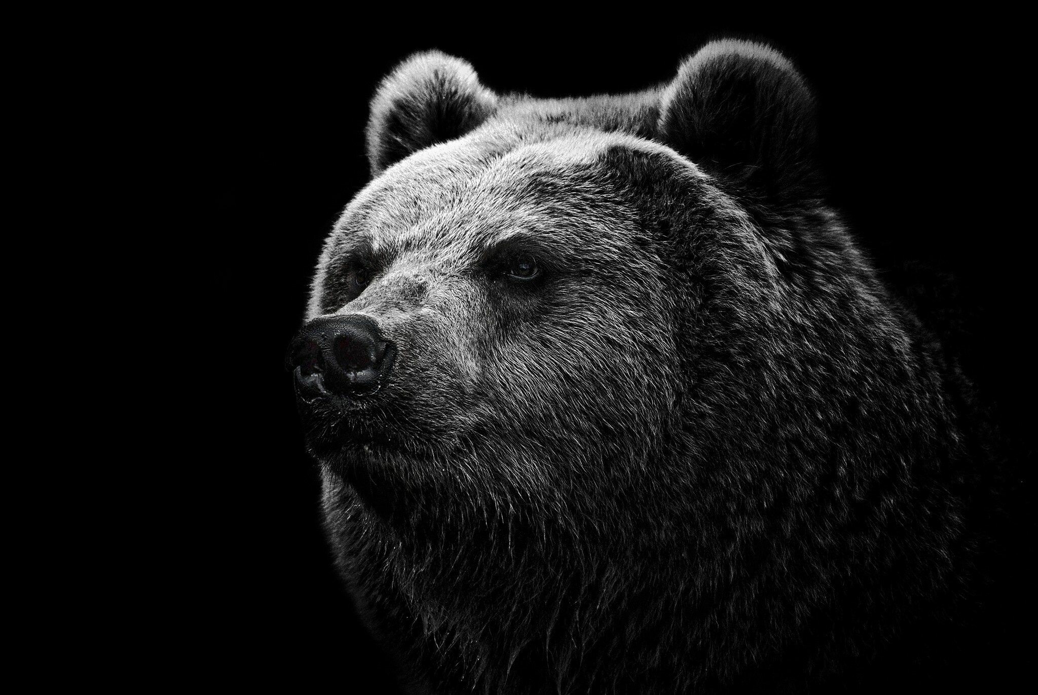 Bear: Known as extraordinarily intelligent animals, Monochrome. 2050x1380 HD Background.