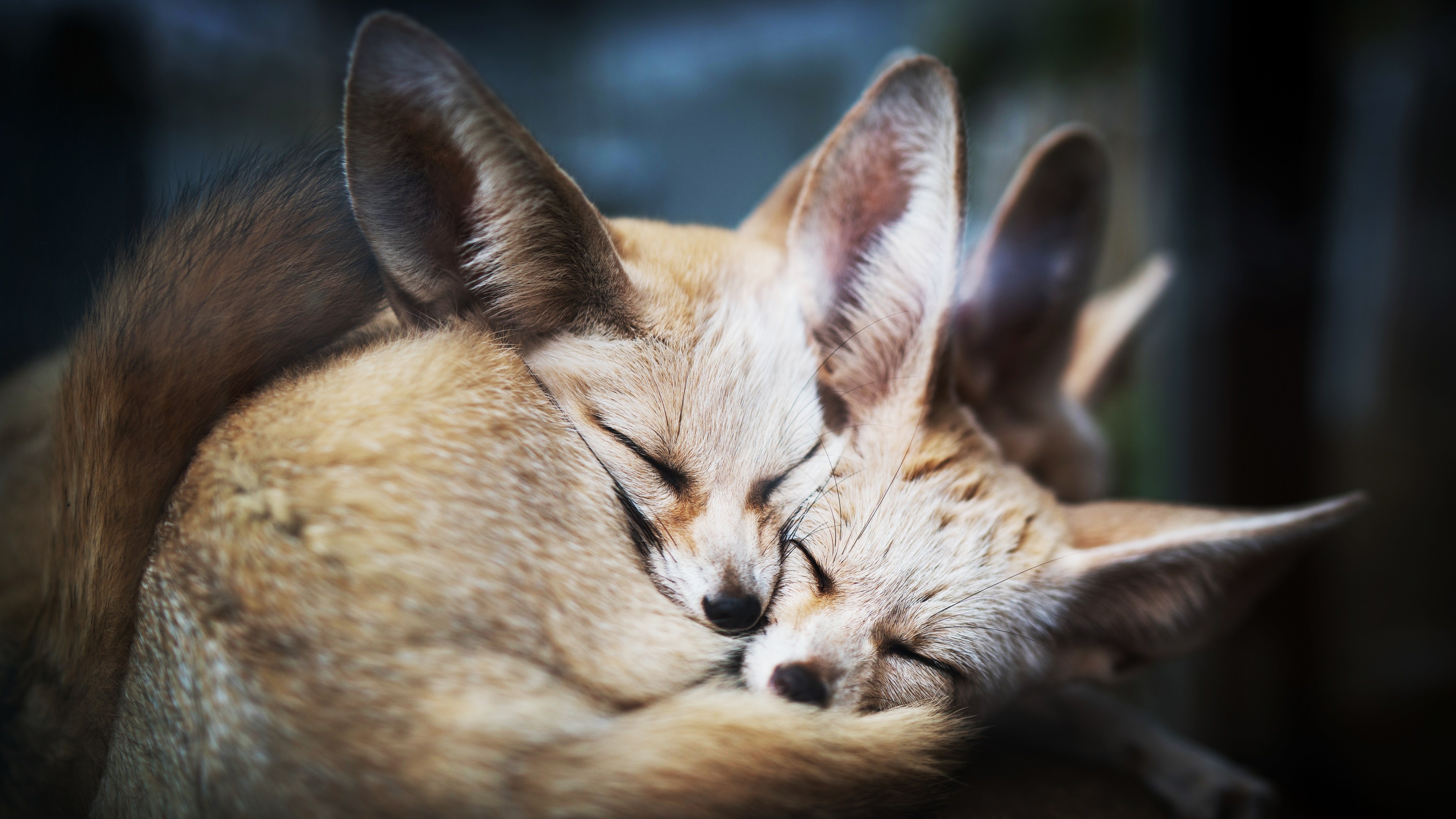 Fennec Fox, Sleeping fox, HD 4K wallpapers, Relaxing fennec, 3840x2160 4K Desktop