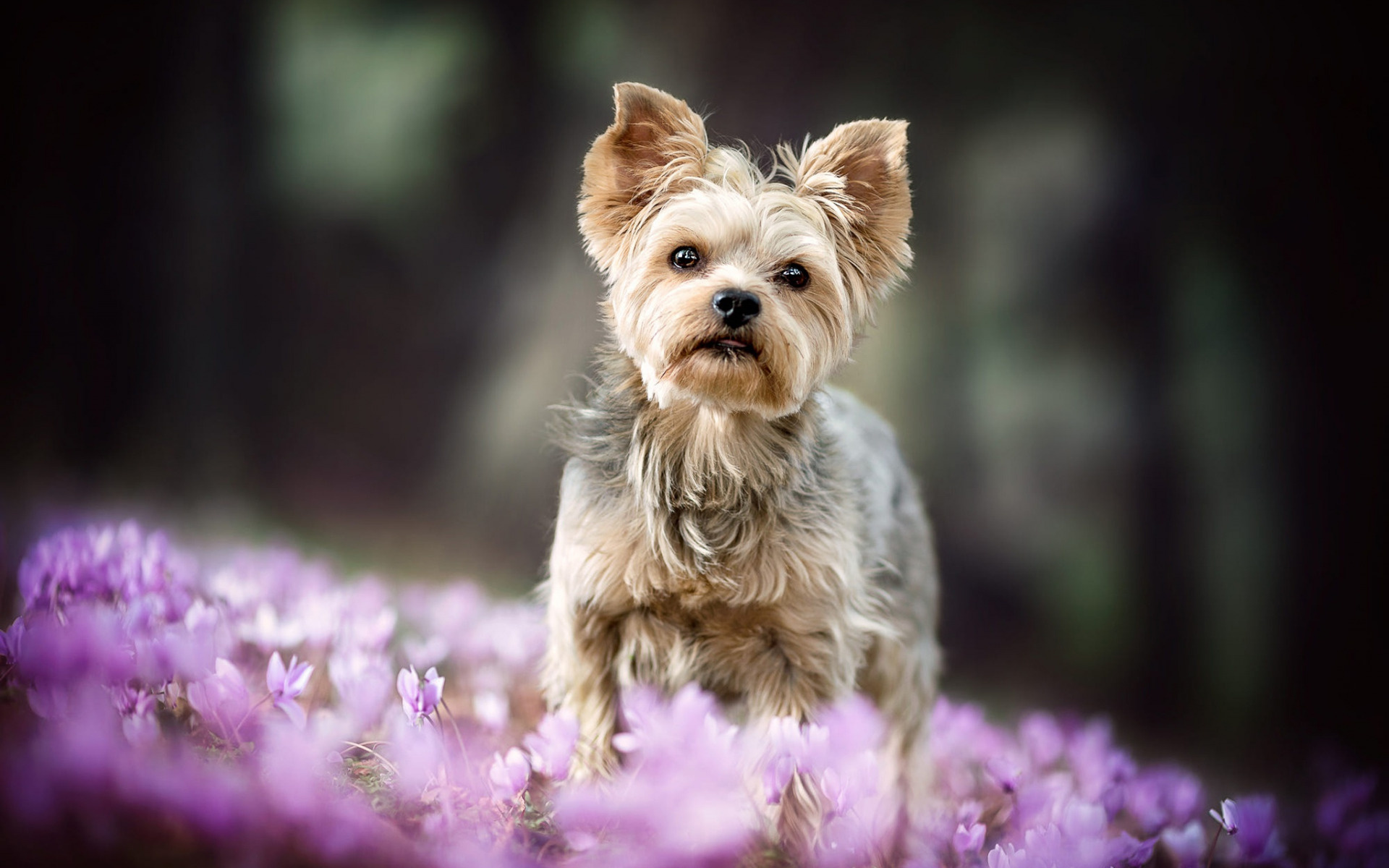 Yorkshire Terrier, Small dog, Cute animals, Pink, 1920x1200 HD Desktop