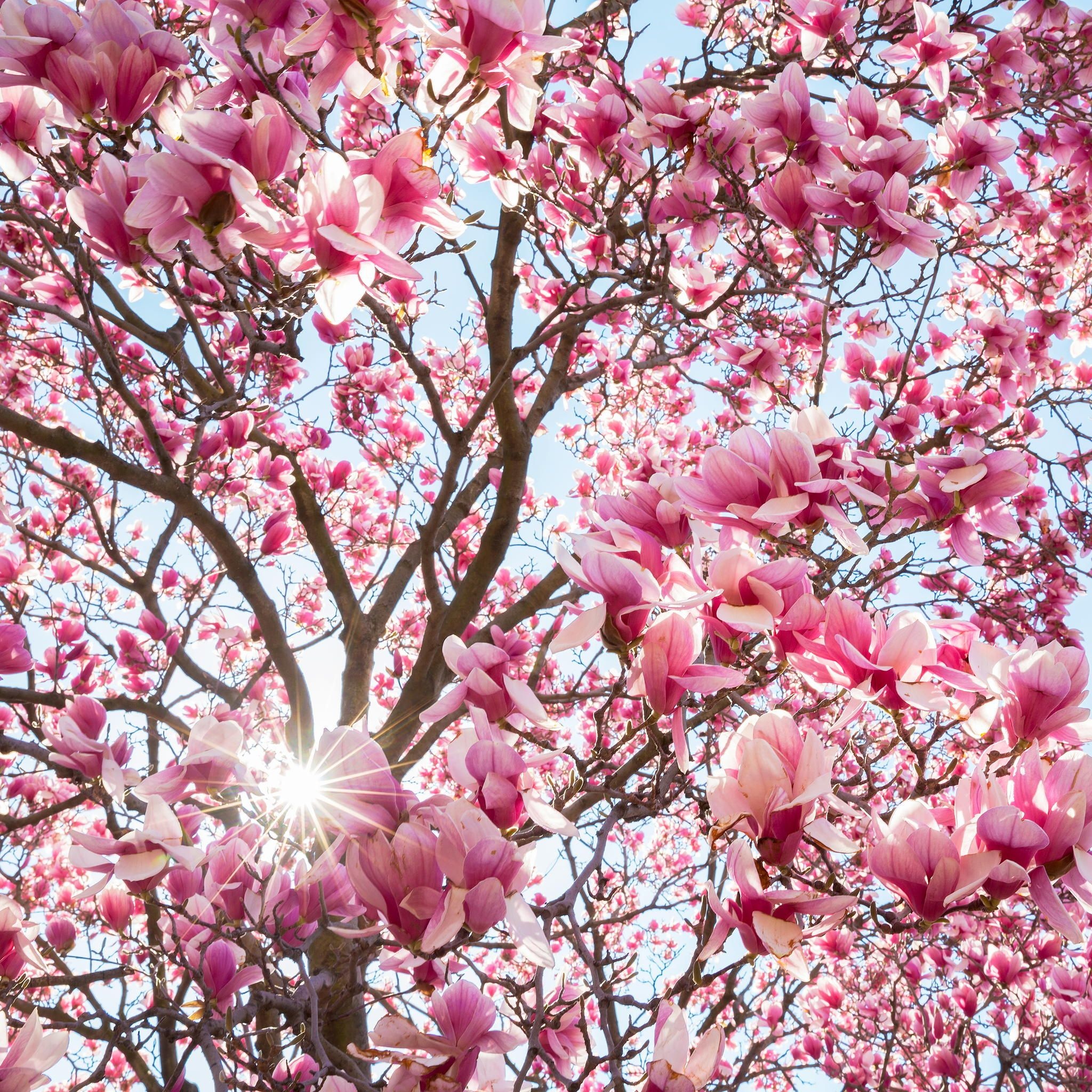 Spring, Magnolia blossoms, Nature's beauty, Vibrant colors, 2050x2050 HD Phone