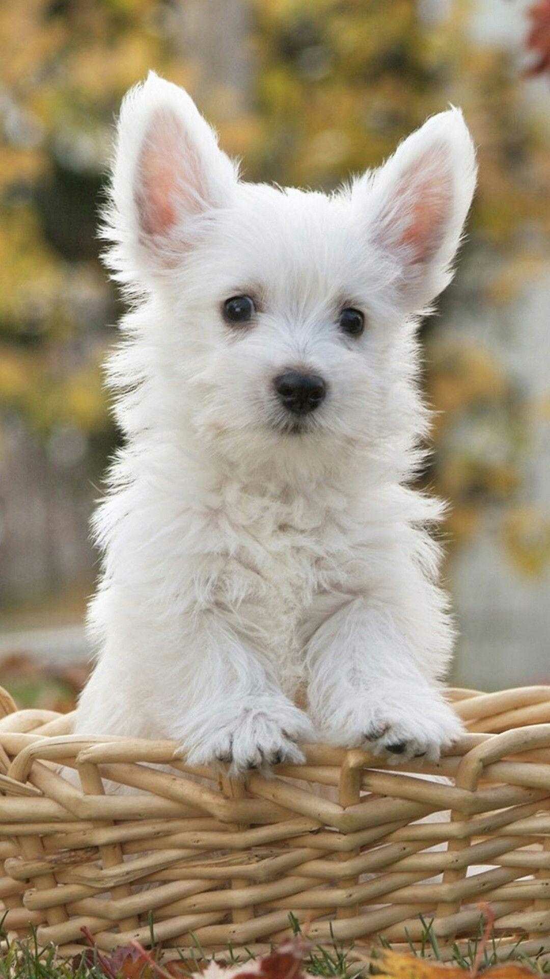 Dog: West Highland White Terrier, A distinctive white harsh coat with a somewhat soft white undercoat. 1080x1920 Full HD Wallpaper.