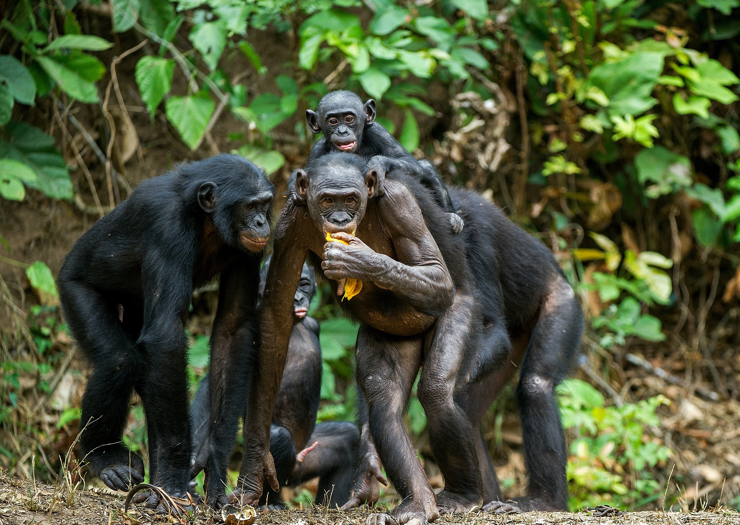 Bonobo, Ancient primate disease rediscovered, Lepra in chimpanzees, Unveiling primate secrets, 2420x1720 HD Desktop