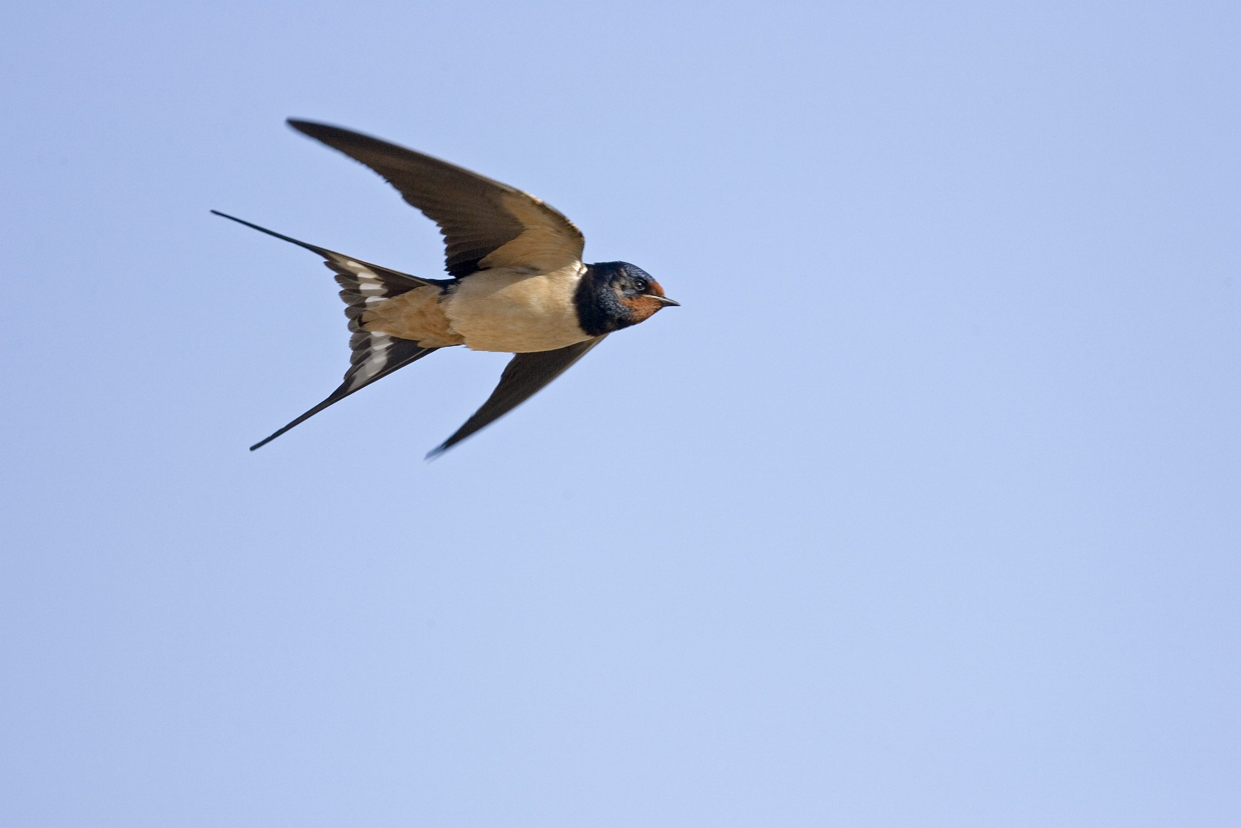 Swallow, Bird migration guide, Nesting habits, Wildlife exploration, 2560x1710 HD Desktop