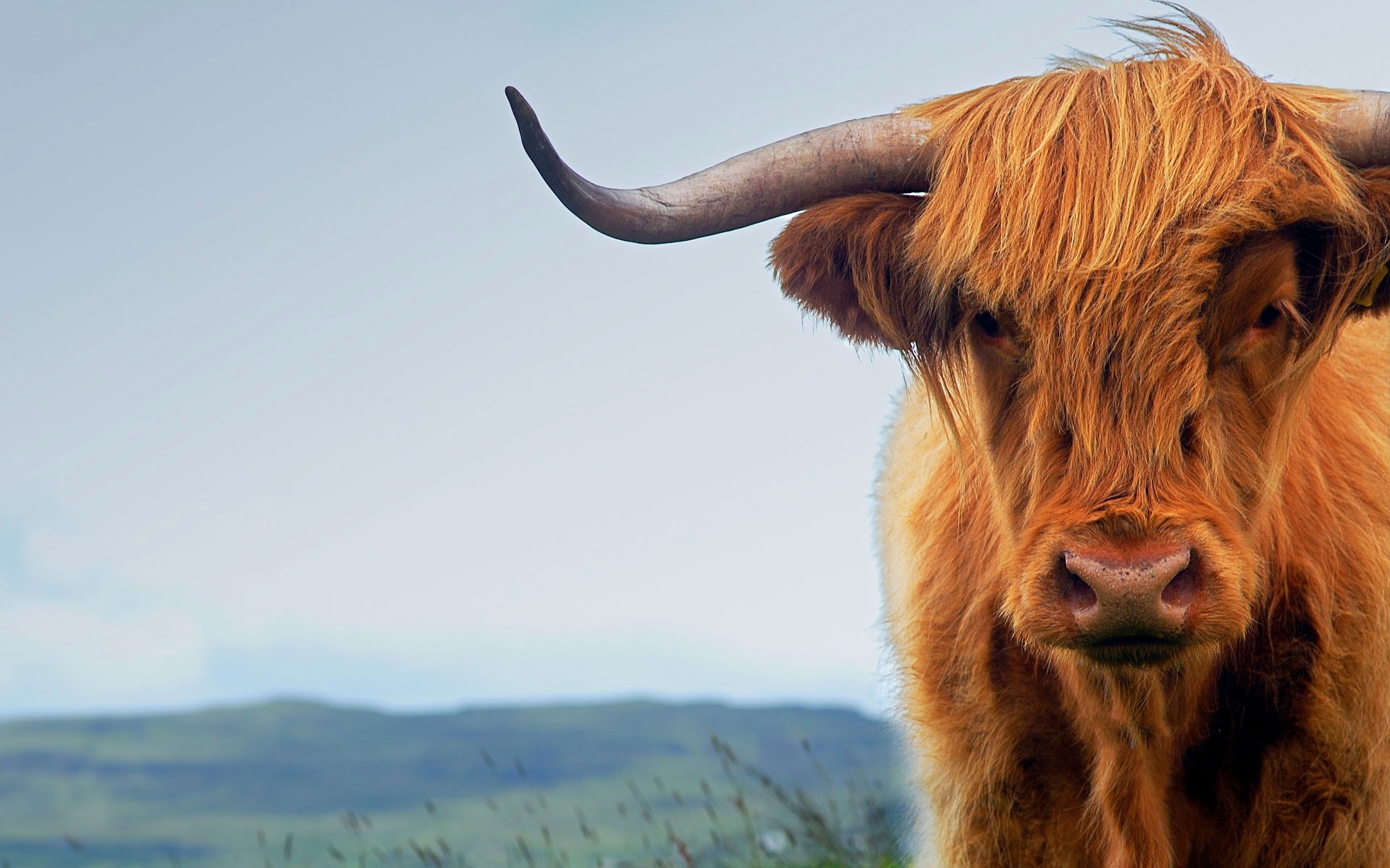 Cow wallpapers, Cattle breeds, Bovine animals, Ranching, 1920x1200 HD Desktop