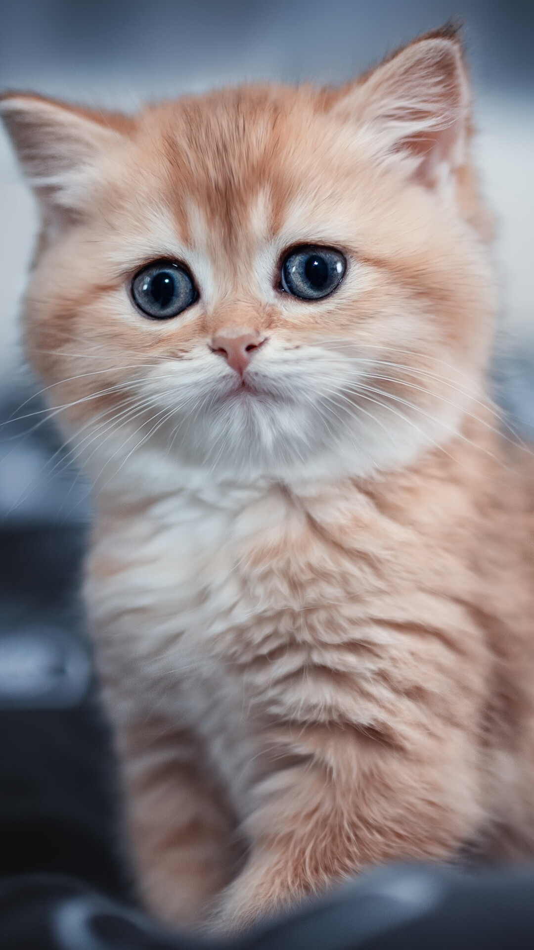 HD cat image, Fine detail, Adorable kitten, Captivating gaze, 1080x1920 Full HD Phone