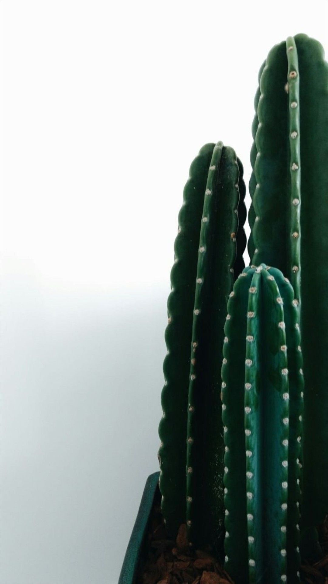 Cactus: The San Pedro species contains mescaline, which is used in shamanic rituals. 1080x1920 Full HD Background.